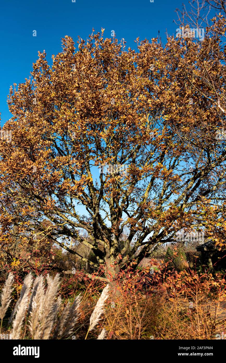 Quercus Robur, Quercus pedunculata", Fagaceae, Englisch, eiche Stieleiche. Im frühen Winter mit einigen guten Herbst Farbe. Stockfoto
