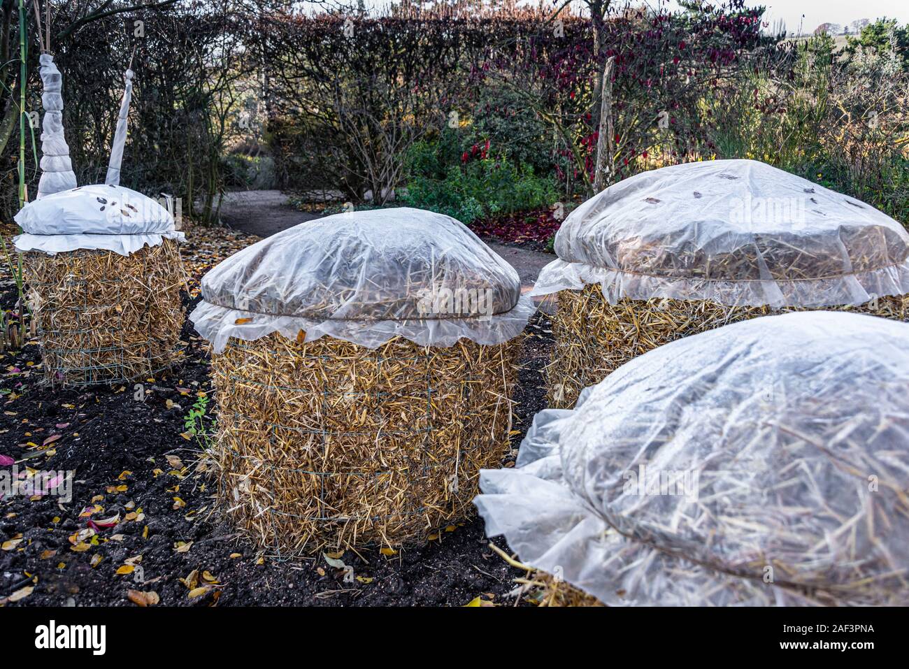 Zarte Pflanzen gegen die Kälte und Nässe geschützt. Im Stroh mit einer Decke aus Kunststoff Abstoßen der meiste Regen Wasser umhüllt. Stockfoto