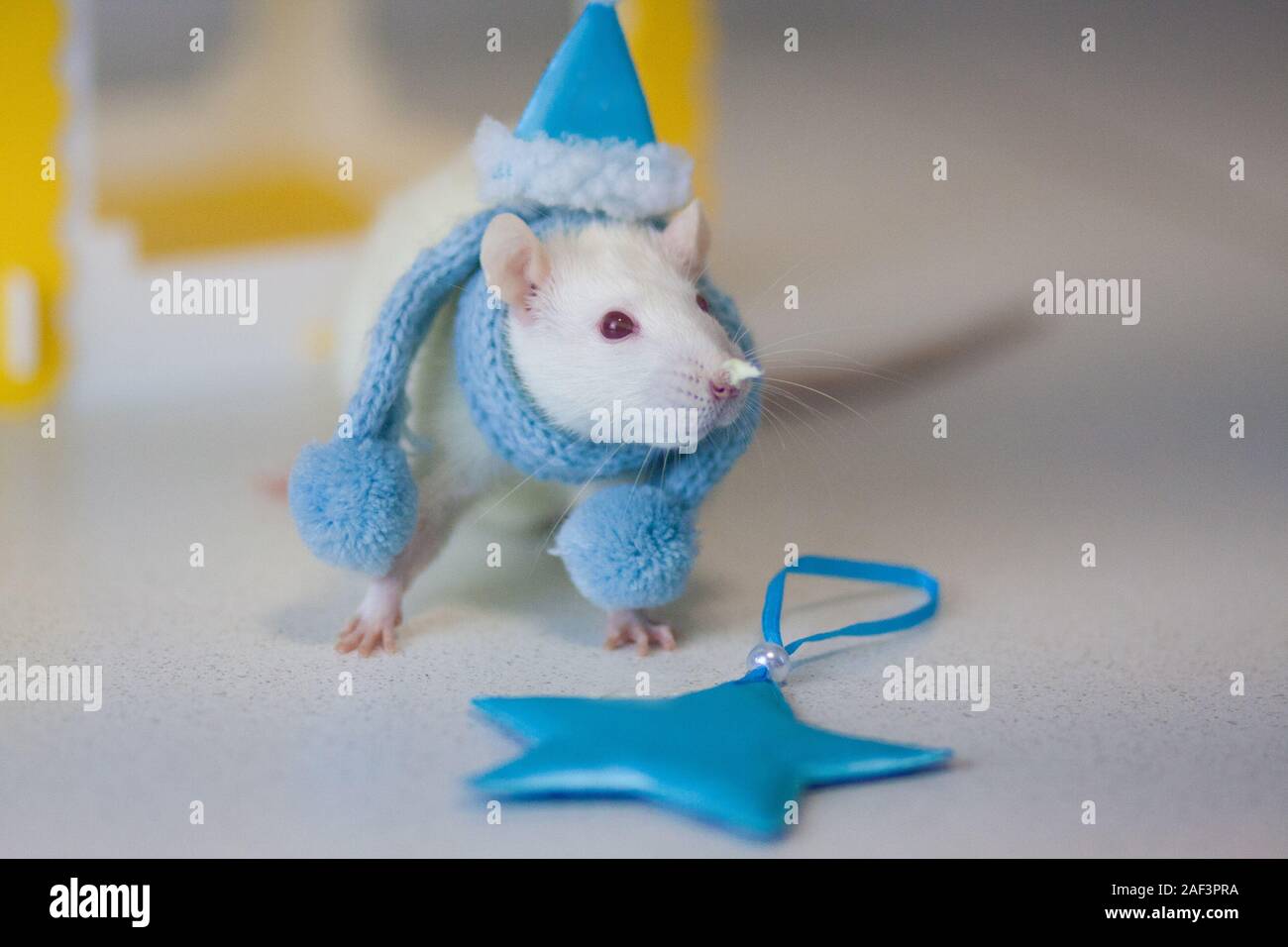 Die Ratte ist weiß Metall. Das Symbol des chinesischen neuen Jahres 2020.  Ratte in einem warmen Winter Schal und Mütze. Tolle Kleidung. Frohes Neues  Jahr Stockfotografie - Alamy