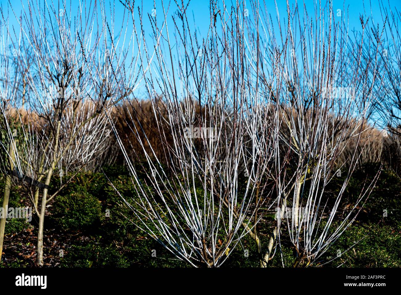 Salix irrorata, blau-stem Willow, Salicaceae. Stockfoto