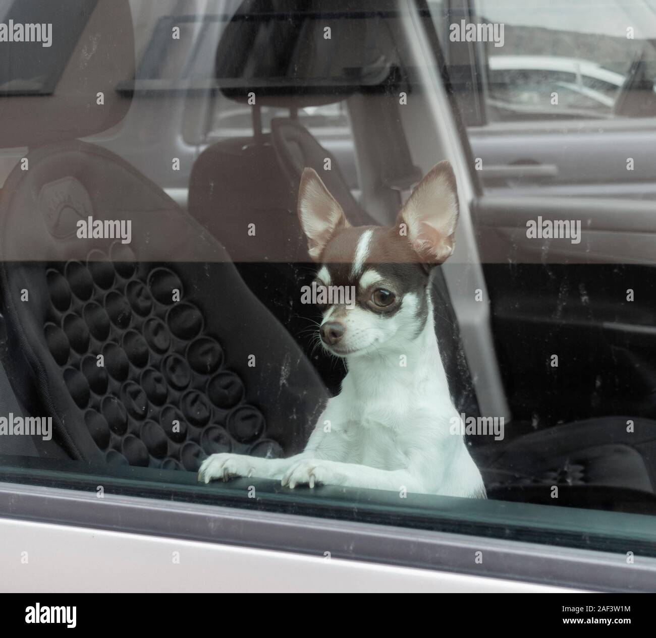 Kleine Chihuahua Hund suchen aus dem Autofenster. Stockfoto