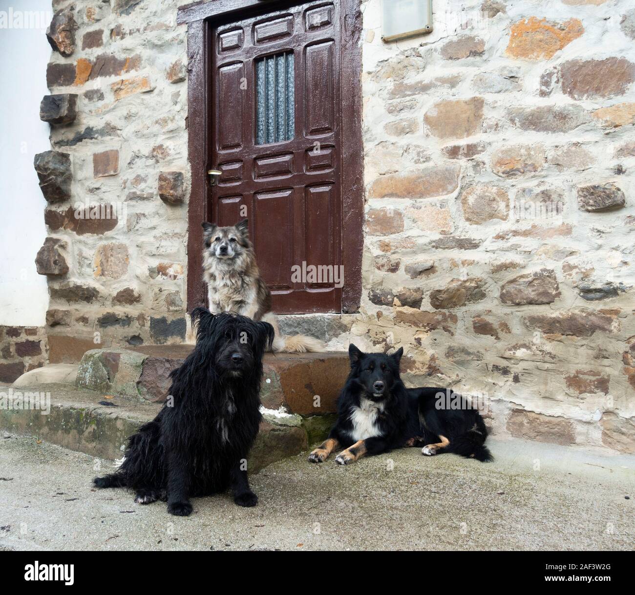 Drei Hunde außerhalb des Hauses im Dorf in Spanien Stockfoto