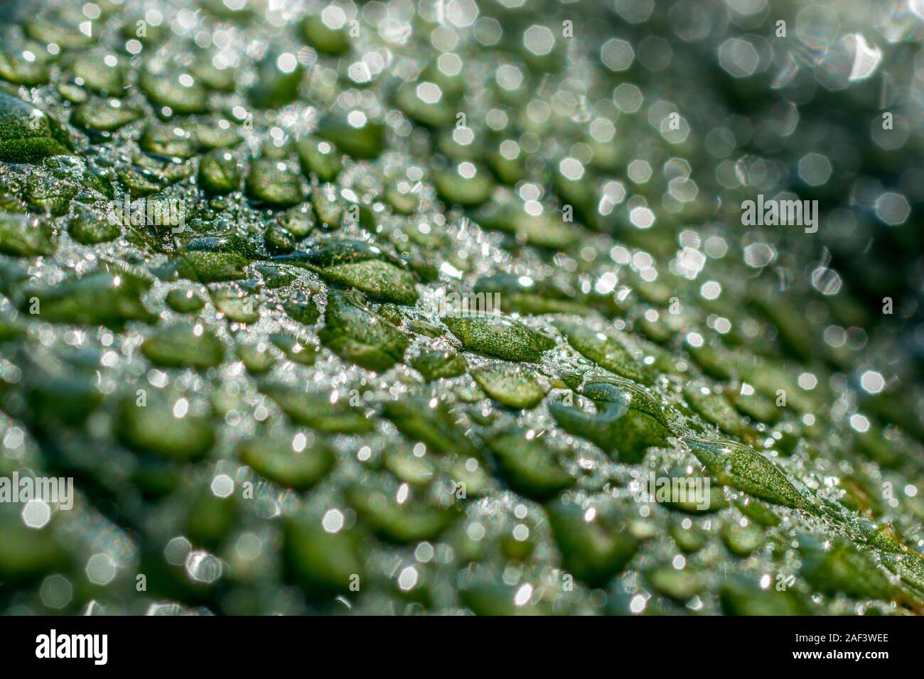 Blatt nach Regen voller Regentropfen Stockfoto