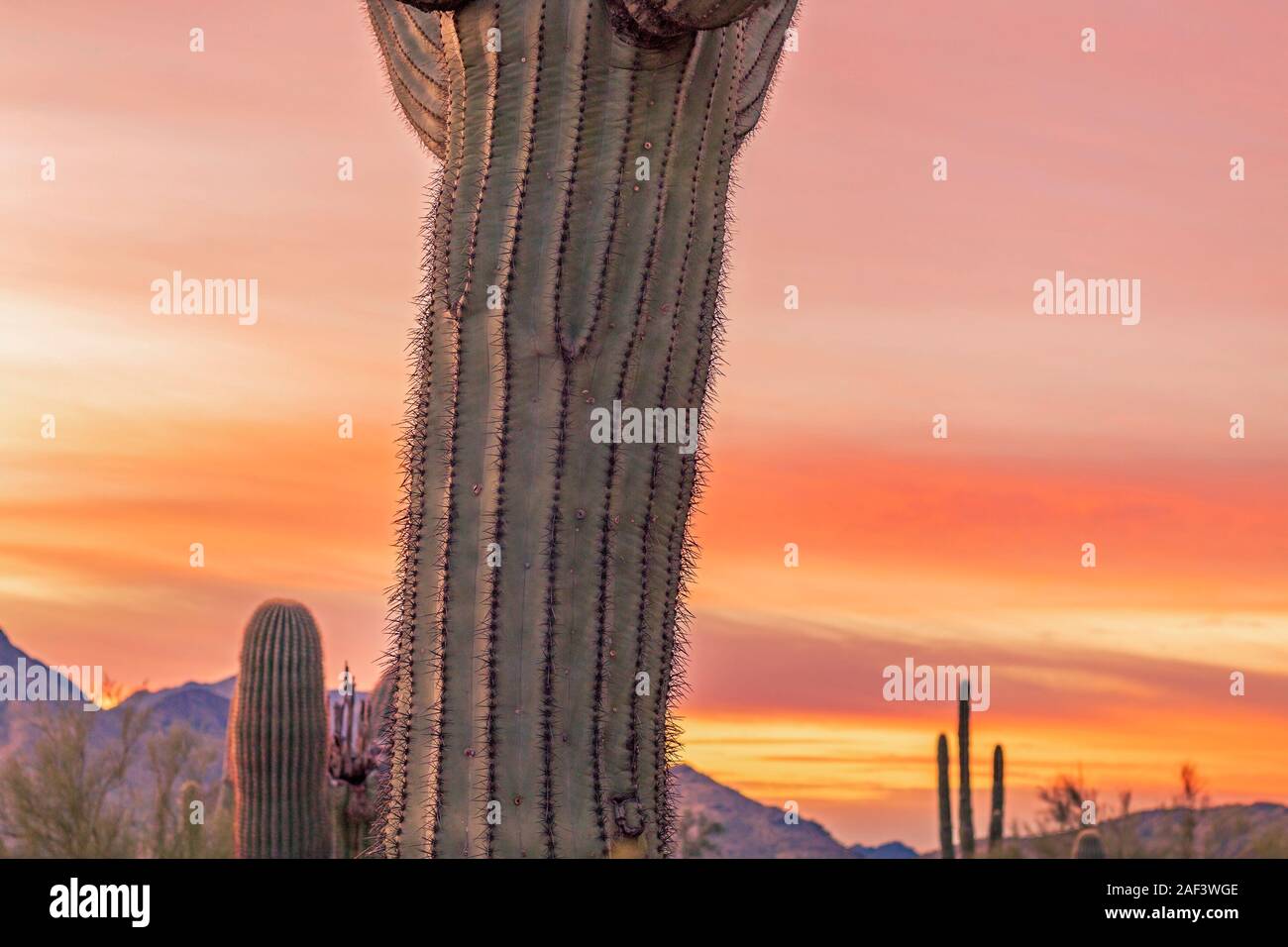 Am frühen Morgen in der Nähe des Saguaro Kaktus in der Wüste von Arizona. Stockfoto