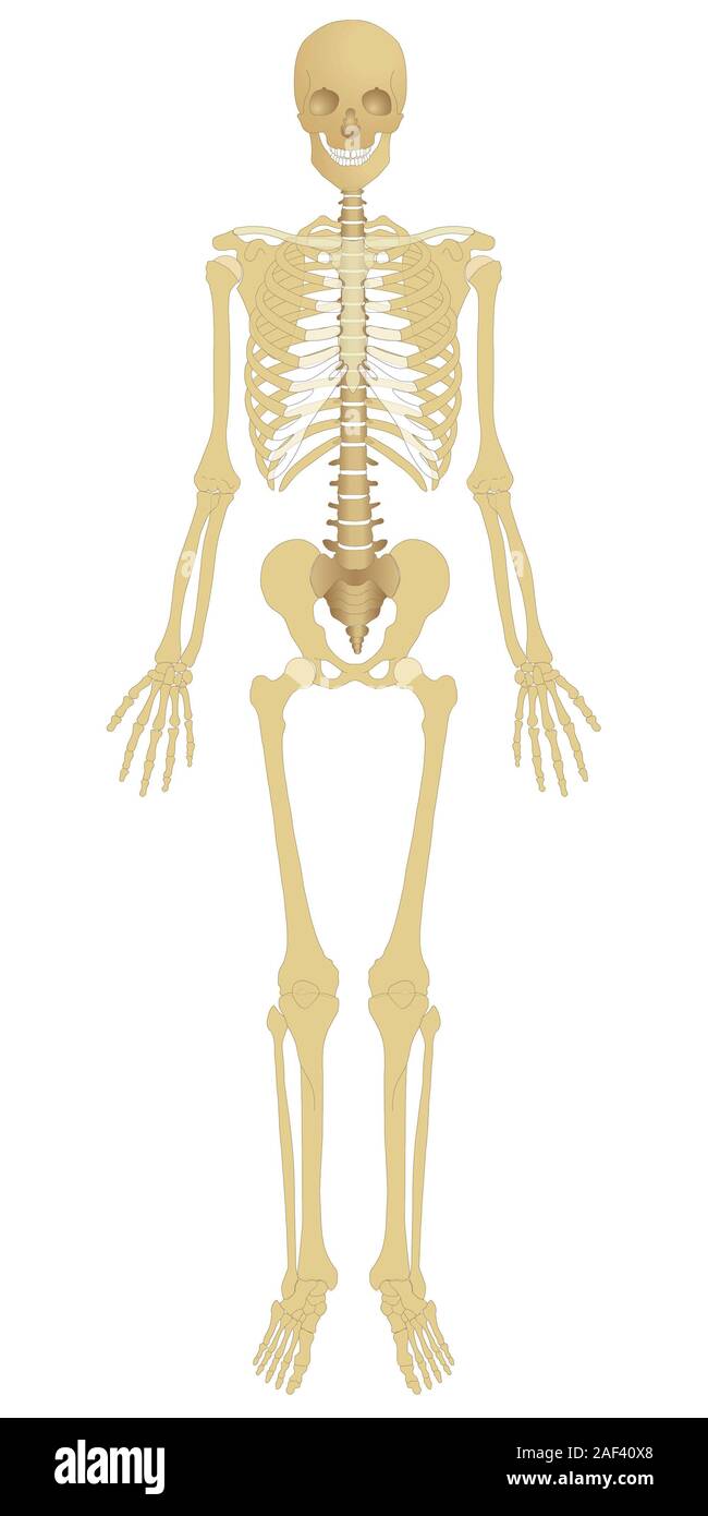 Menschliches Skelett Stockfoto