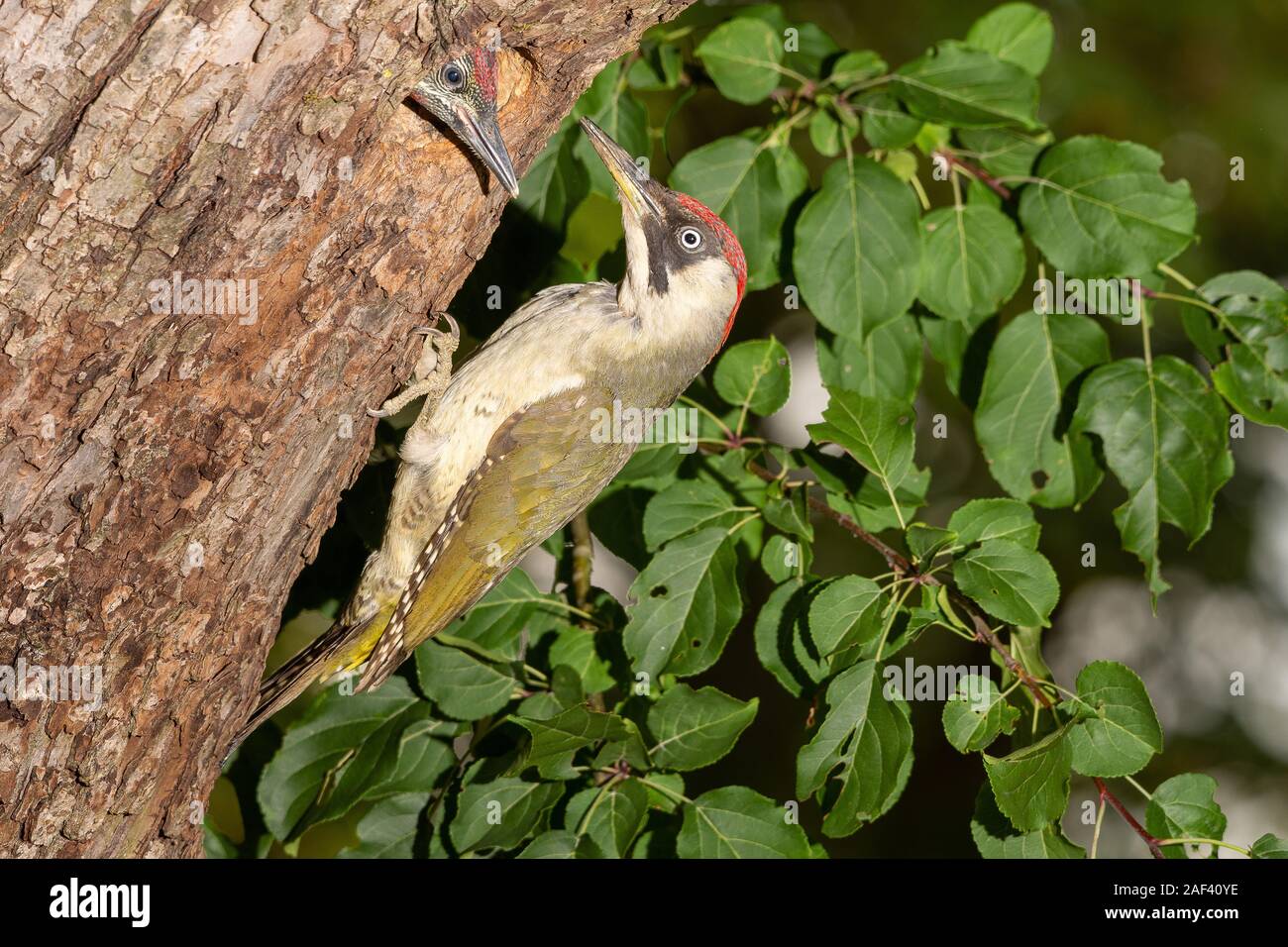 Gruenspecht, Weibchen (Picus viridis) Grün Spechte, weiblich • Baden-Württemberg, Deutschland Stockfoto