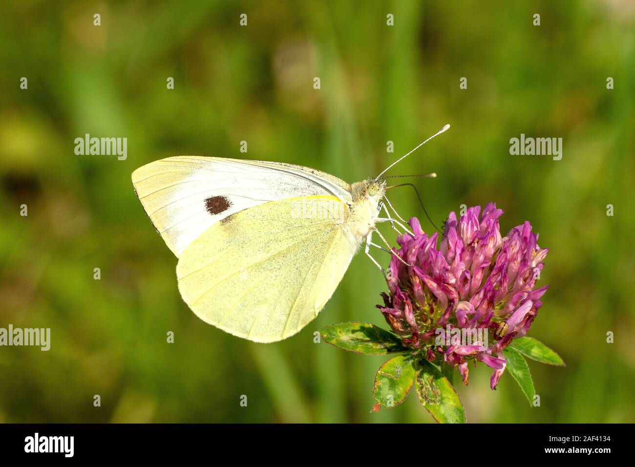 Großer Kohlweissling (Pieris brassicae) Große Kohl weiss • Baden-Württemberg, Deutschland Stockfoto