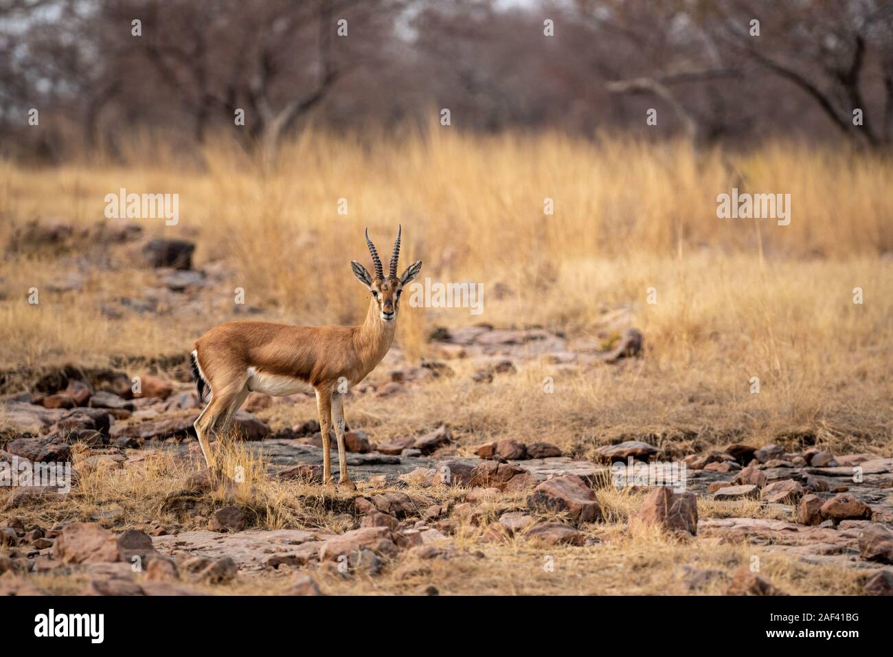 Chinkara oder Gazella bennettii oder indische Gazelle eine Antilope mit schönen Hintergrund auf Felsen im Ranthambore Nationalpark, Rajasthan, Indien Stockfoto