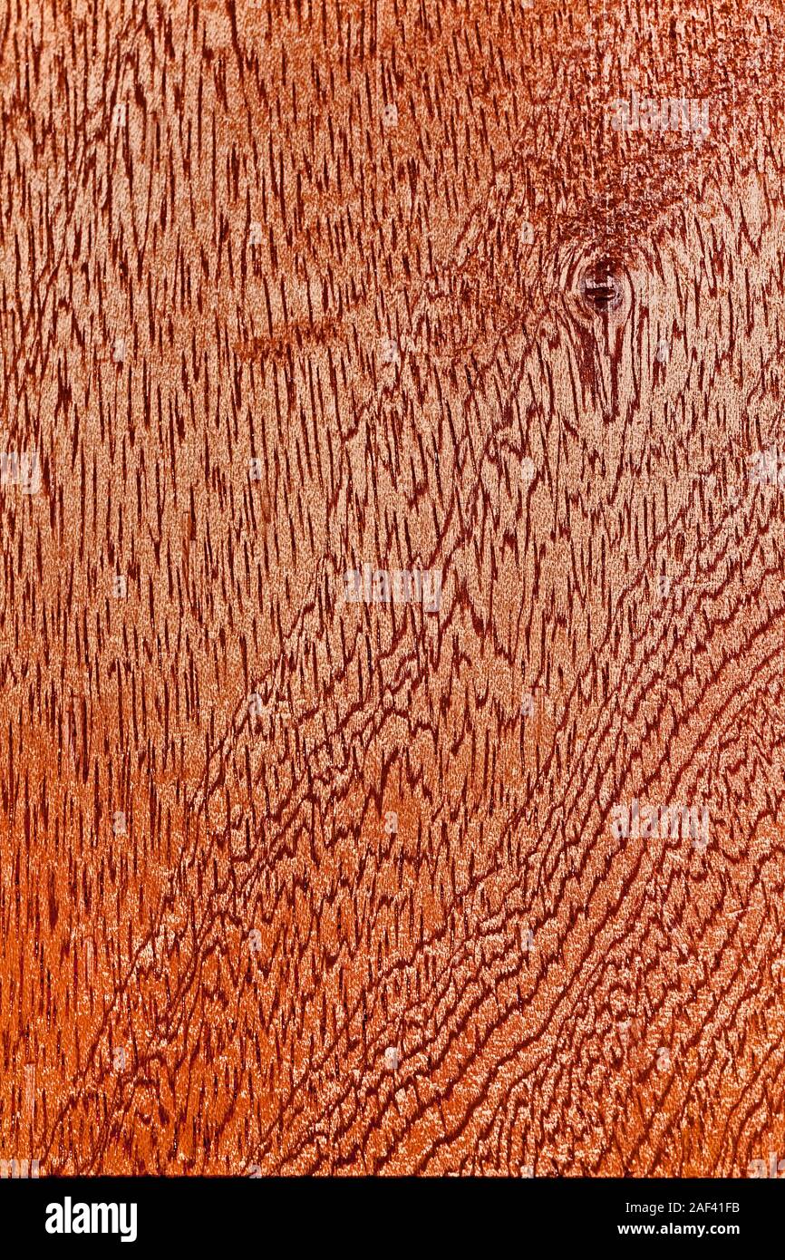 Mahagoni tropischem Hartholz detail, Schnitt (Längsschnitt) Swietenia mahogoni Stockfoto