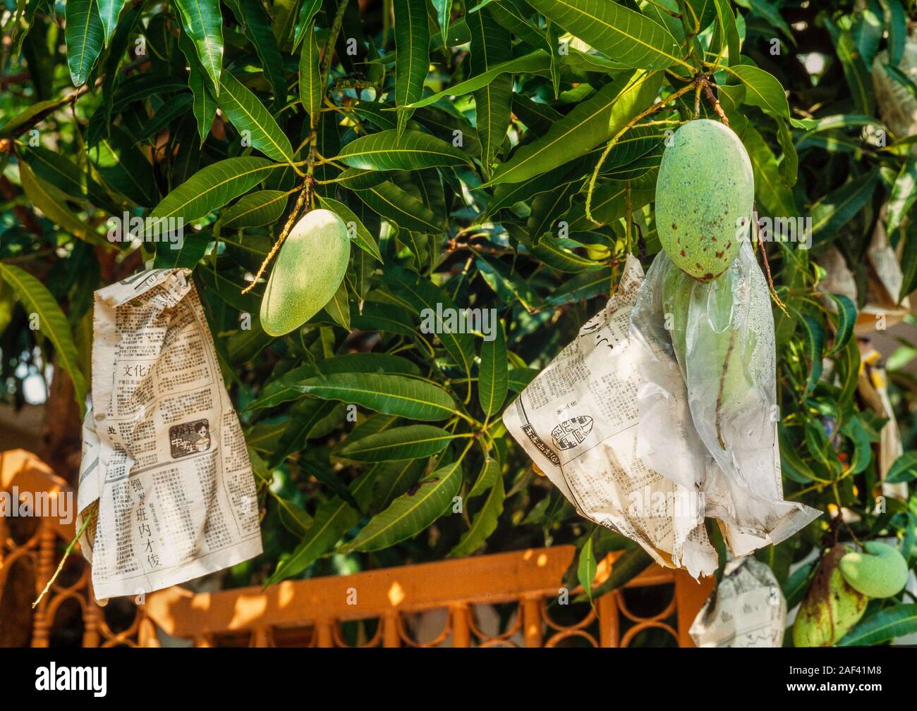 Mango Früchte eingewickelt in Papier von Schadinsekten zu schützen und die Reifung helfen, Malaysia Stockfoto