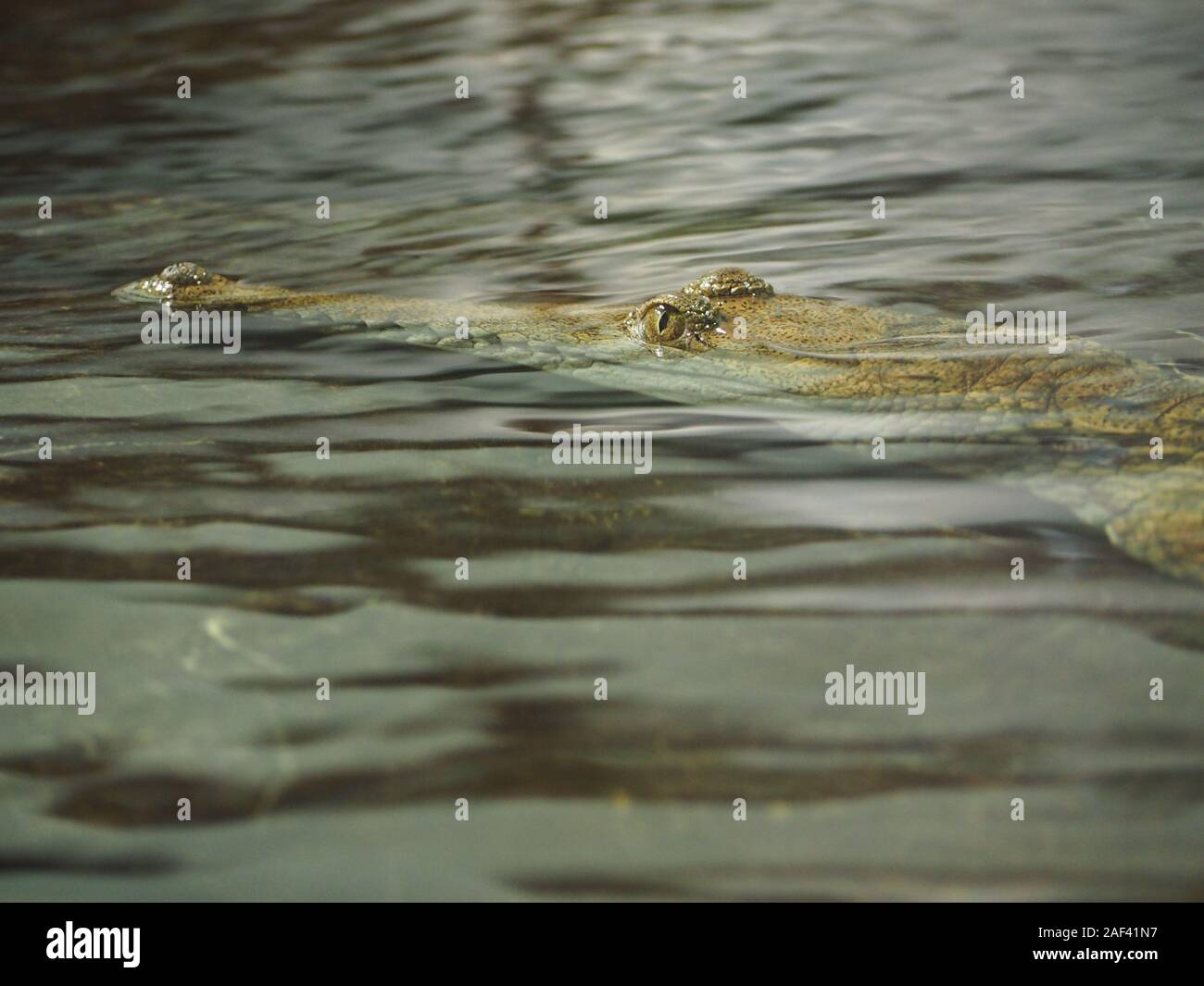 Alligator schwimmt unter der Oberfläche, die auf Beute lauert, die kaum zu sehen ist Stockfoto
