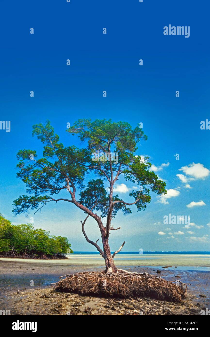 Mangrove Tree, Avicennia sp. Ebbe, Malaysia Stockfoto