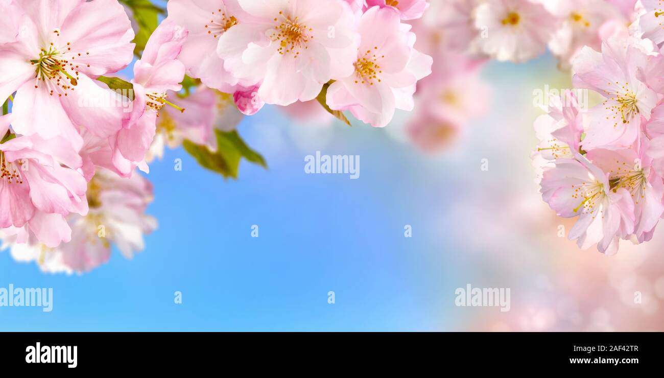 Blau und Rosa breite Hintergrund mit Kirschblüten Framing der hell leuchtenden Himmel, flachen Fokus Stockfoto