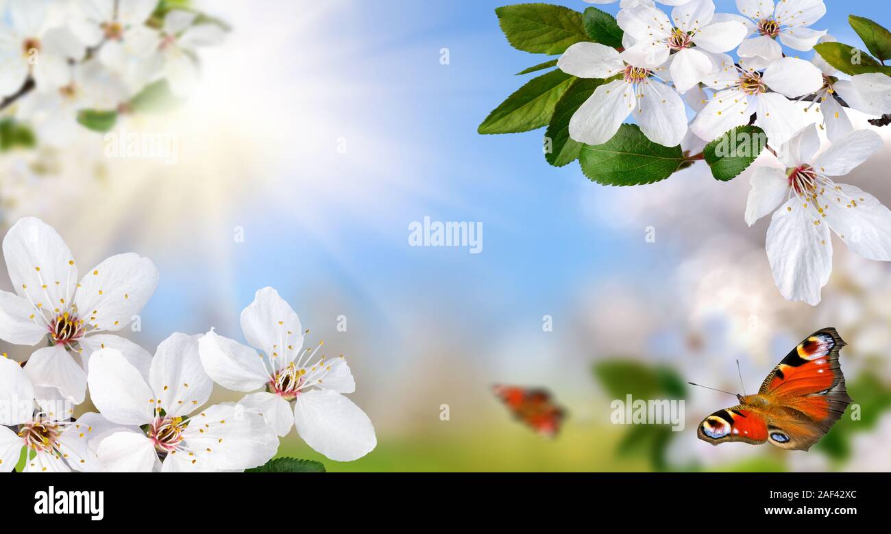 Frühling Paradies mit weißen Frühling Blüten, hellen blauen sonnigen Himmel und glücklich Schmetterlinge, Wide Format Stockfoto Frühling Paradies mit weißen Frühling Blüten, hellen blauen sonnigen Himmel und glücklich Schmetterlinge, Wide Format Stockfoto