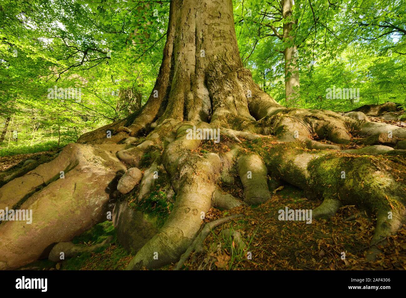 Mächtige Wurzeln eines majestätischen alten Buche in einem Laubwald mit wunderschönen Licht Stockfoto