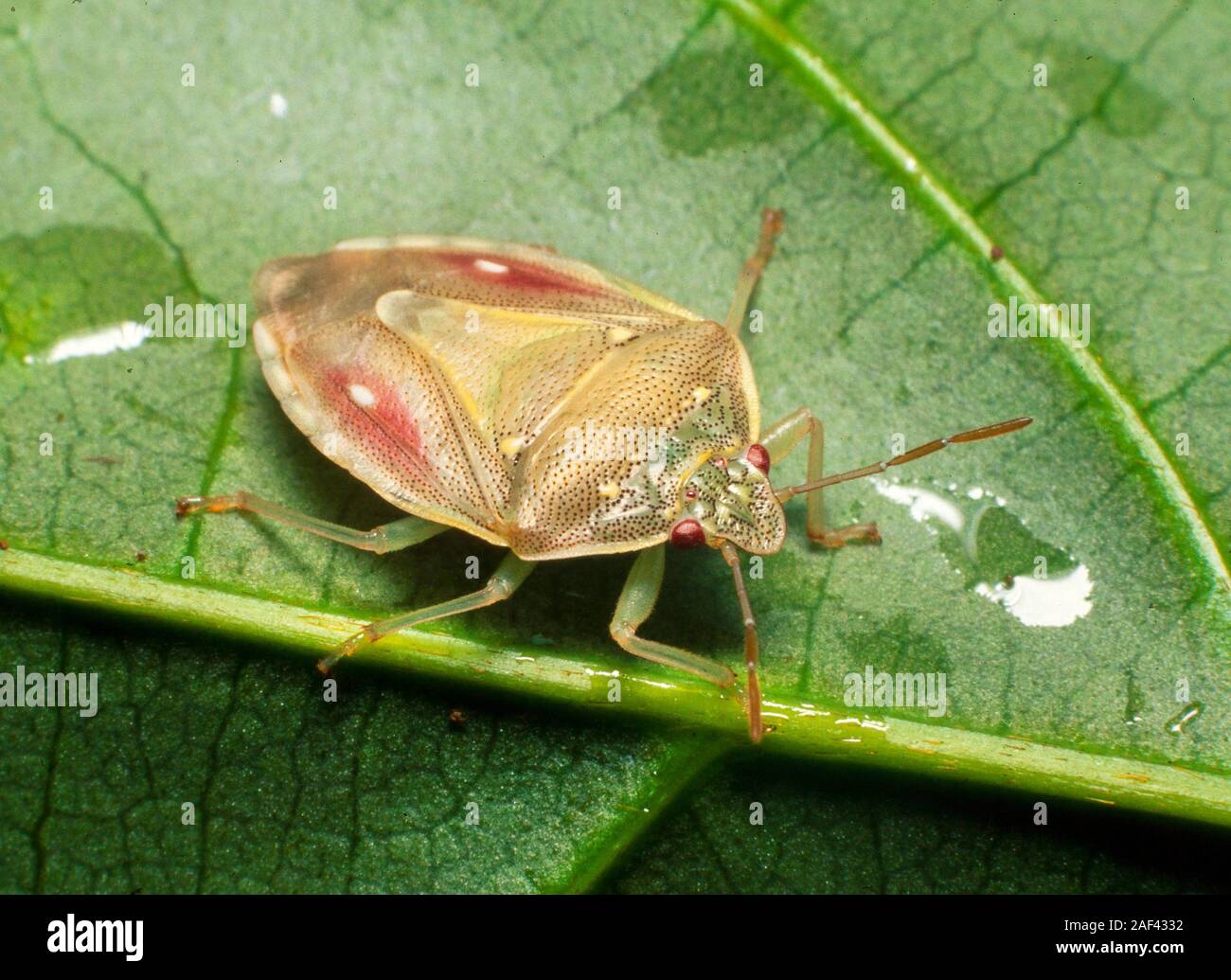 Tropische shieldbug, Pahang, Malaysia Stockfoto