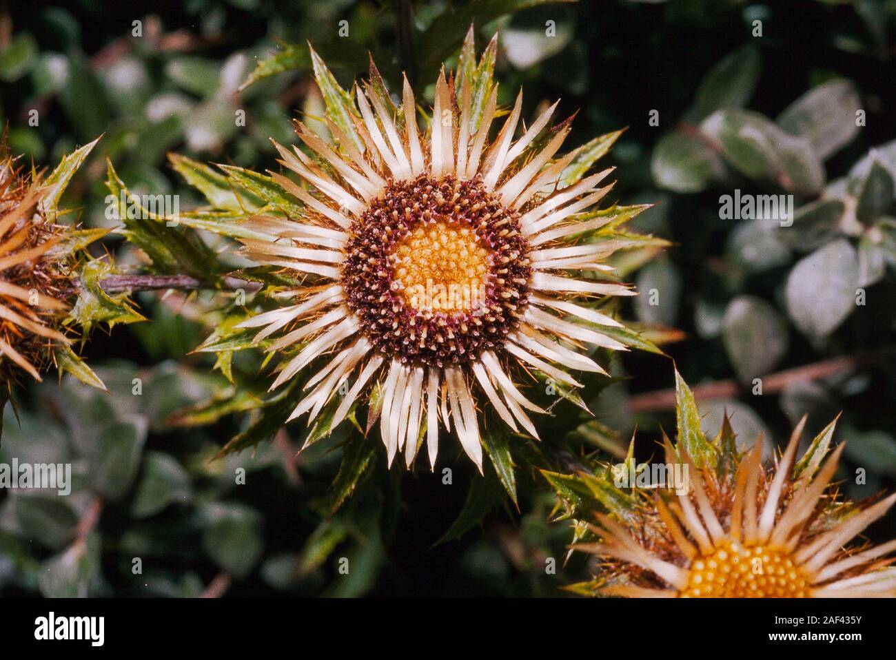 Silberdistel, Carlina acanthifolia, Ainsdale, Lancs, Großbritannien Stockfoto