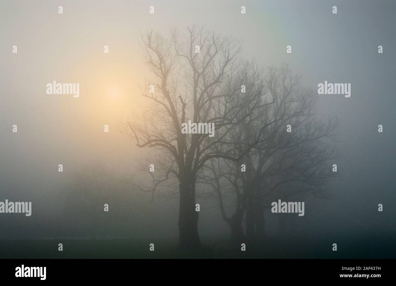 Misty Bäume, Sonnenaufgang Sonne durch dichten Nebel Landschaft glänzend Stockfoto
