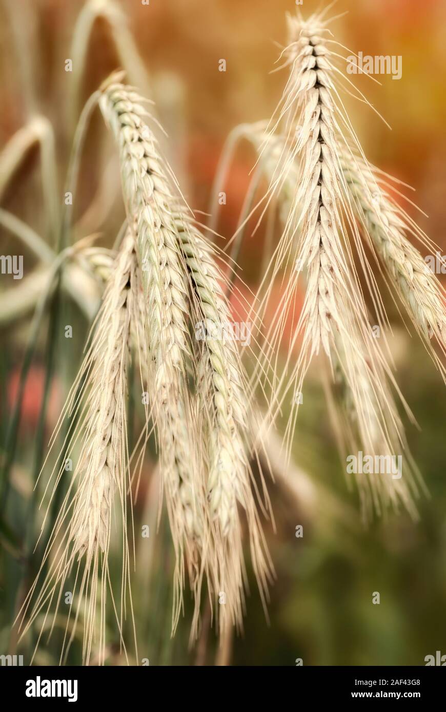 Getreide Pflanzen, Getreide Ähren der Gerste, Nahaufnahme mit warmen Farben Im defokussierten Hintergrund Stockfoto