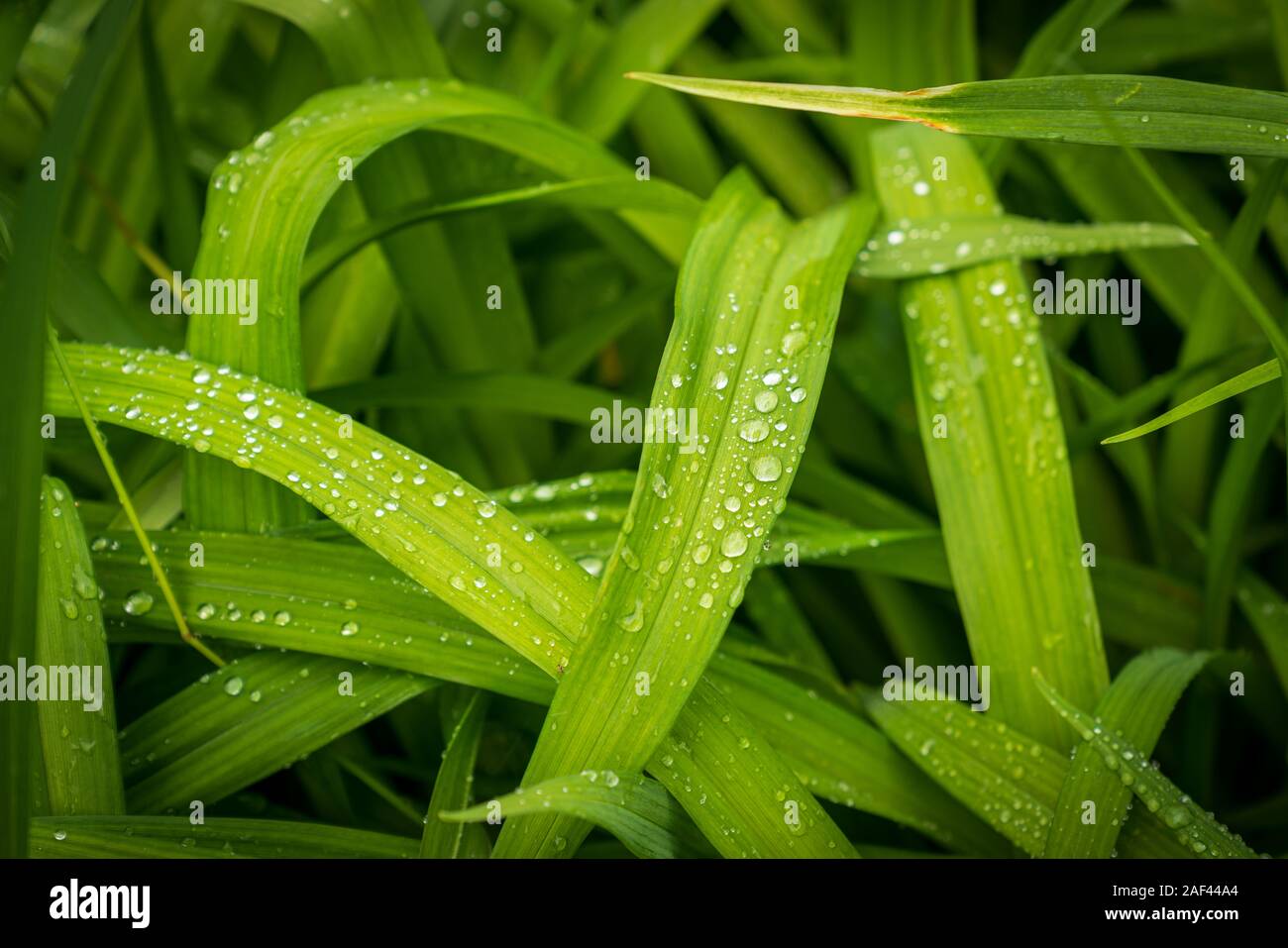 Tautropfen auf Gras in Ontario, Kanada, Garten. Stockfoto