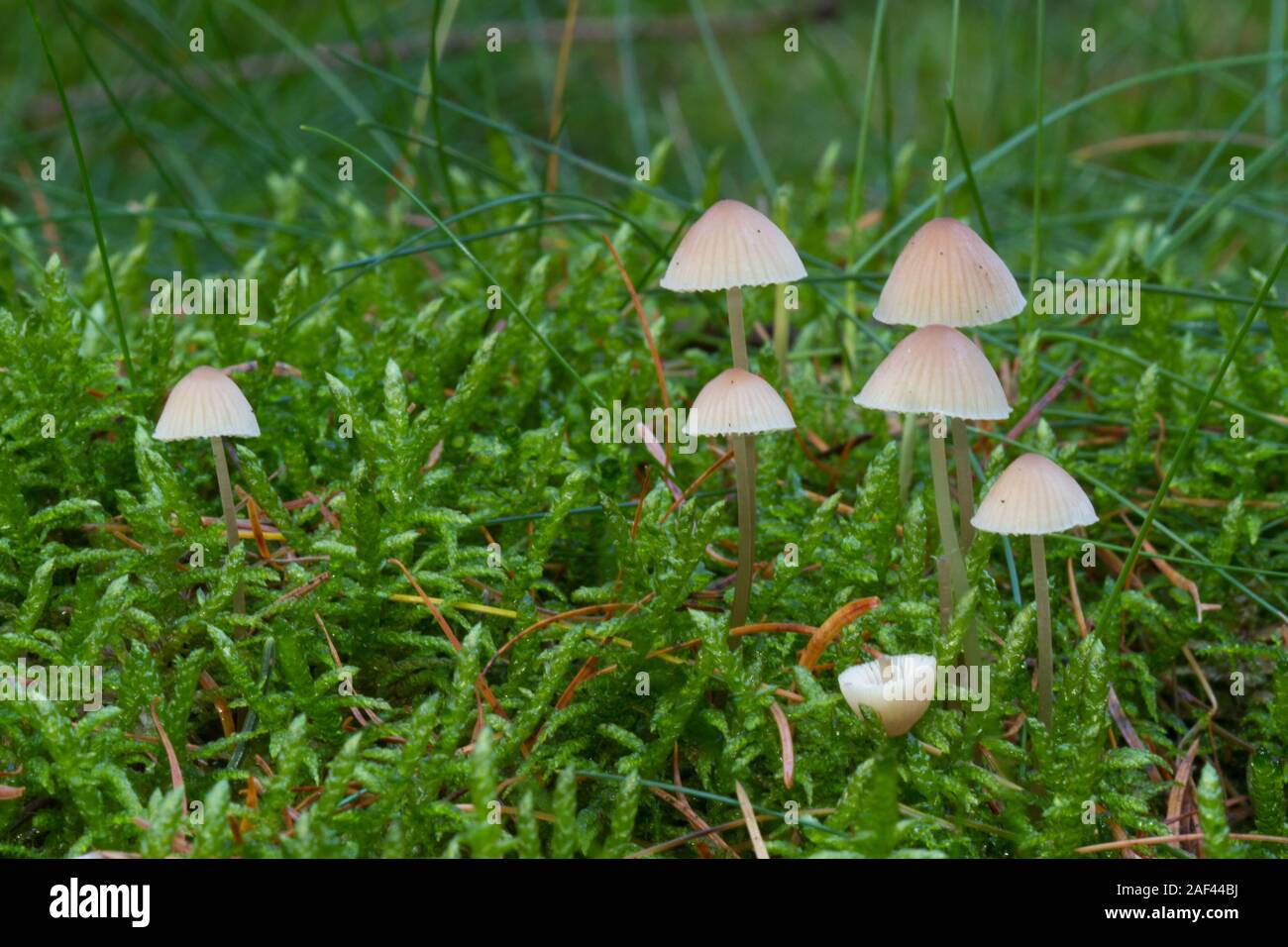 Gruppe von Melken Motorhauben oder Milch - drop Mycena, kleine ungenießbare Pilze, einer von ihnen gebrochen, in Moss Stockfoto