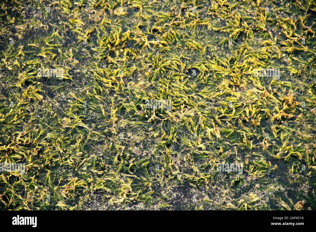 Sumpf Lebensraum. Ein Bereich, der tief liegenden, unbewirtschaftet Boden, wo das Wasser sammelt. Home für verschiedene Arten von Vögeln und Kreaturen. Stockfoto