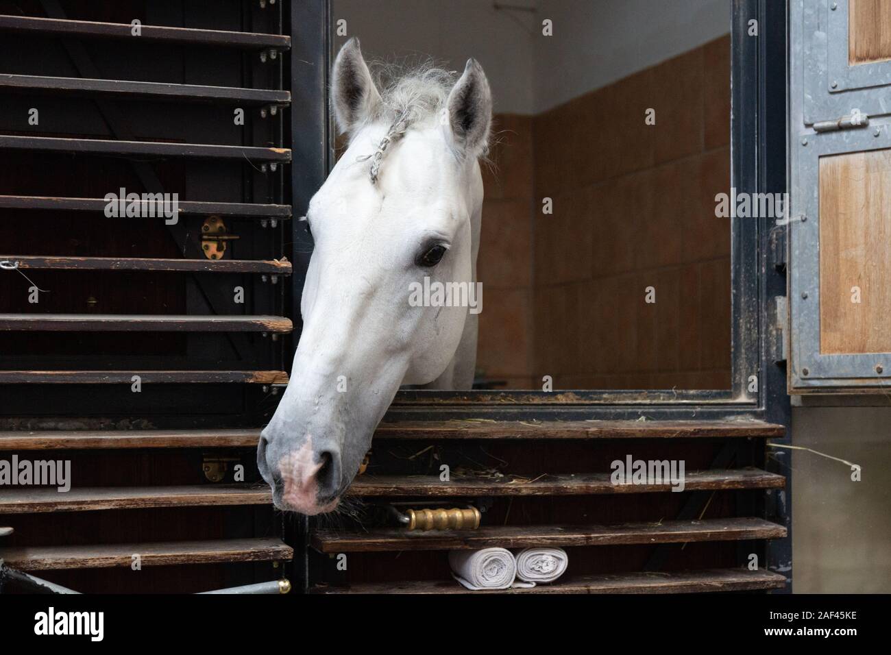 Wien Spanische Hofreitschule; ein Lipizzaner Pferd, es ist stabil, die Spanische Hofreitschule, Wien Österreich Stockfoto