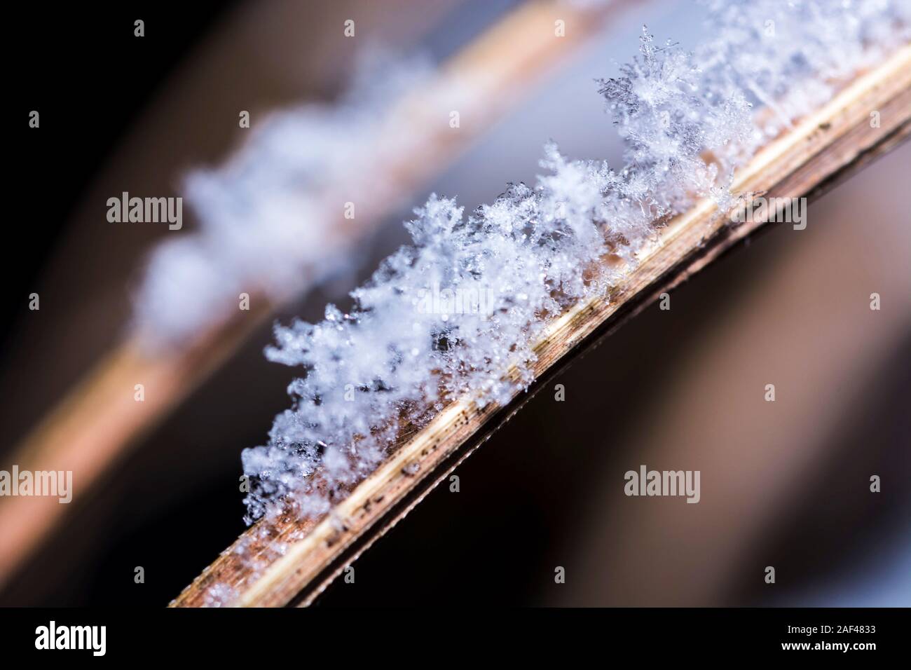 Makro von Schneeflocken auf einem Ast mit braunen Farben und Bokeh Stockfoto