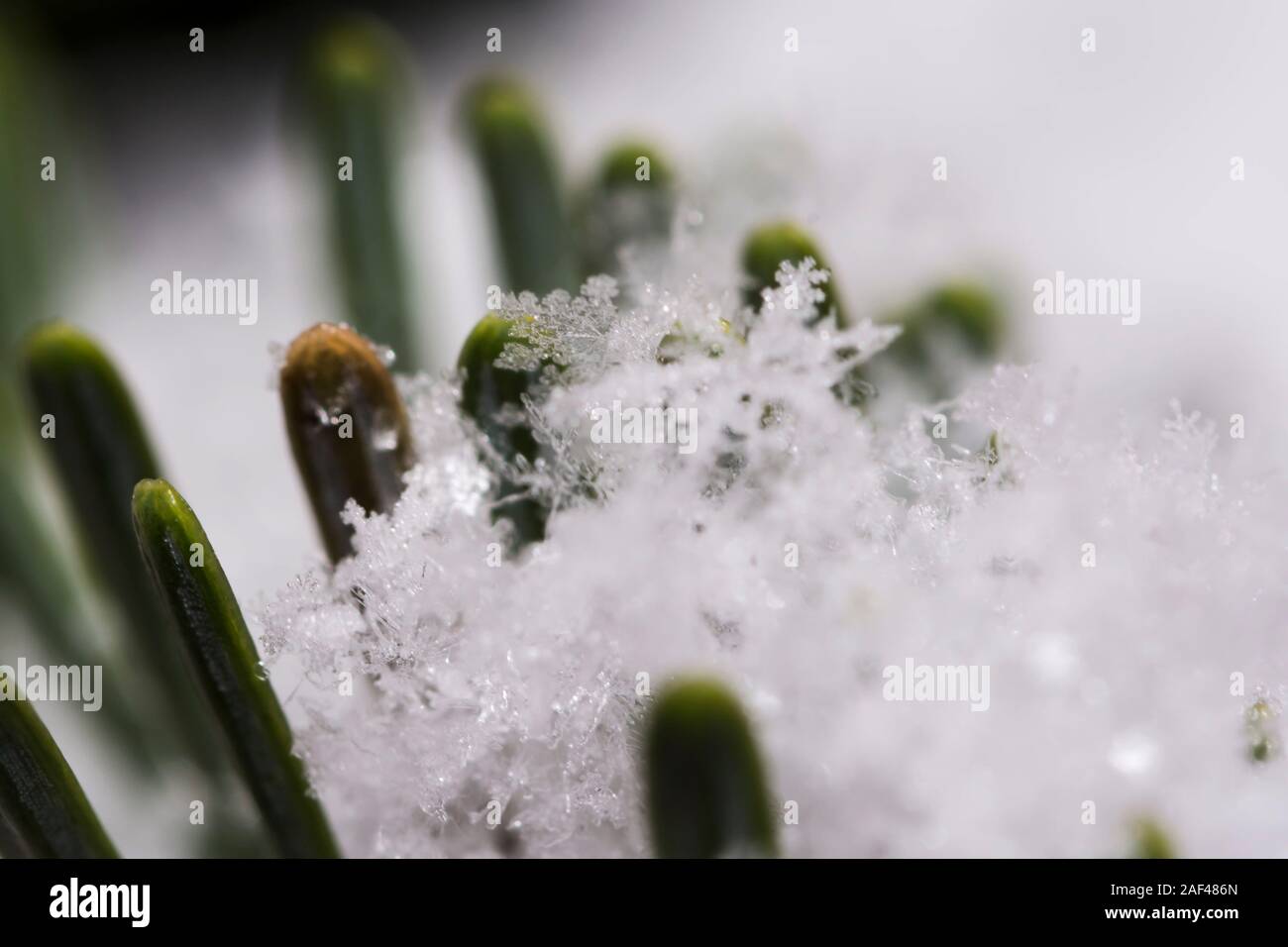 Grüne Sprossen wachsen durch den Schnee. Wachstum Konzept, Frühlings Erwachen, Schneeflocke schließen Stockfoto