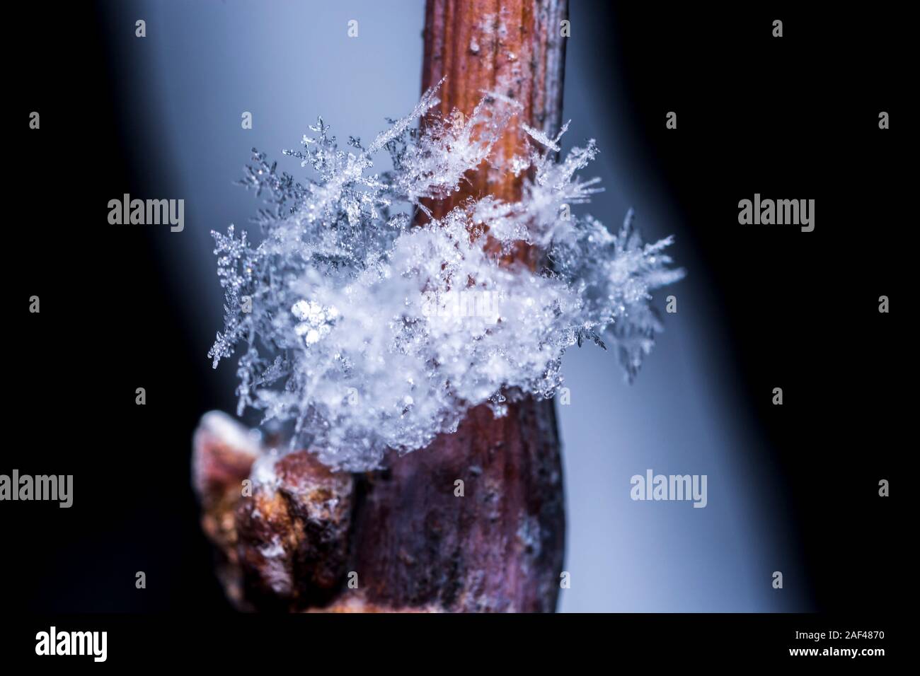 Makro von Schneeflocken auf einem Ast, isoliert, kalte Farben, Schwarz Stockfoto