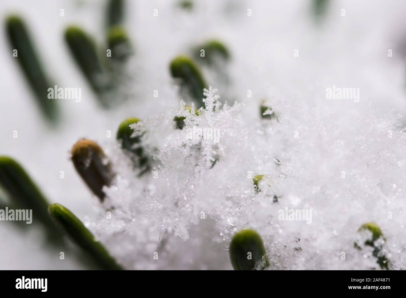 Grüne Sprossen wachsen durch den Schnee. Wachstum Konzept, Frühlings Erwachen, Schneeflocke schließen Stockfoto