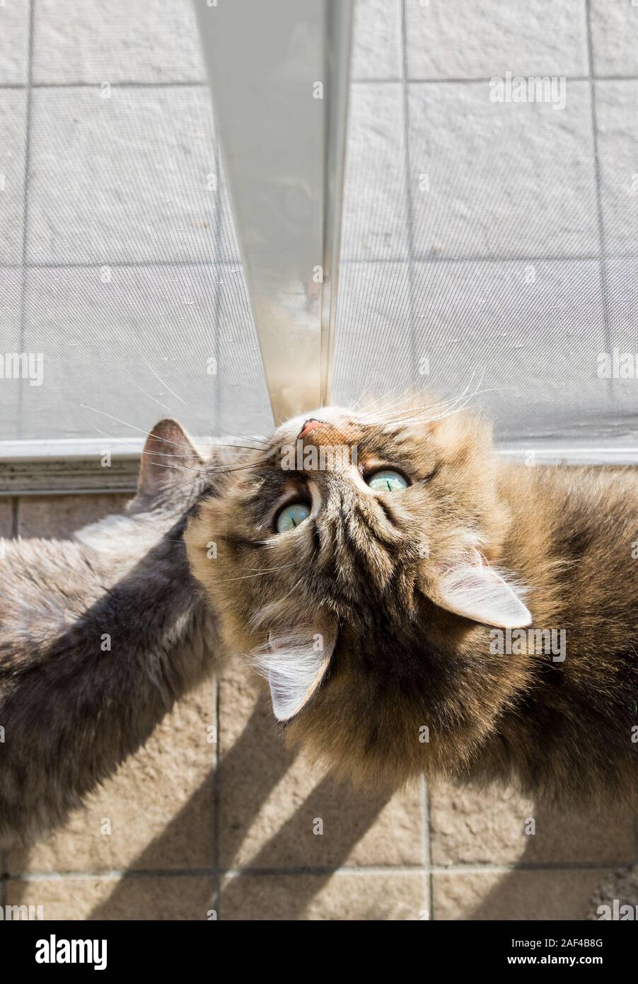 Adorable Katze der Sibirischen Katze mit langen Haaren Stockfoto