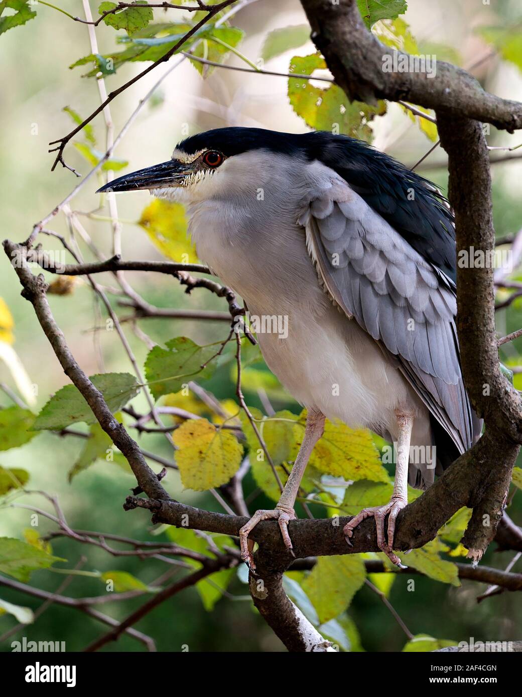 Black-Crowned Night-Heron Vogel gehockt, seinen Körper, Kopf, Schnabel, Augen, Füße in seine Umwelt und Umgebung mit einem schönen Bokeh Hintergrund. Stockfoto