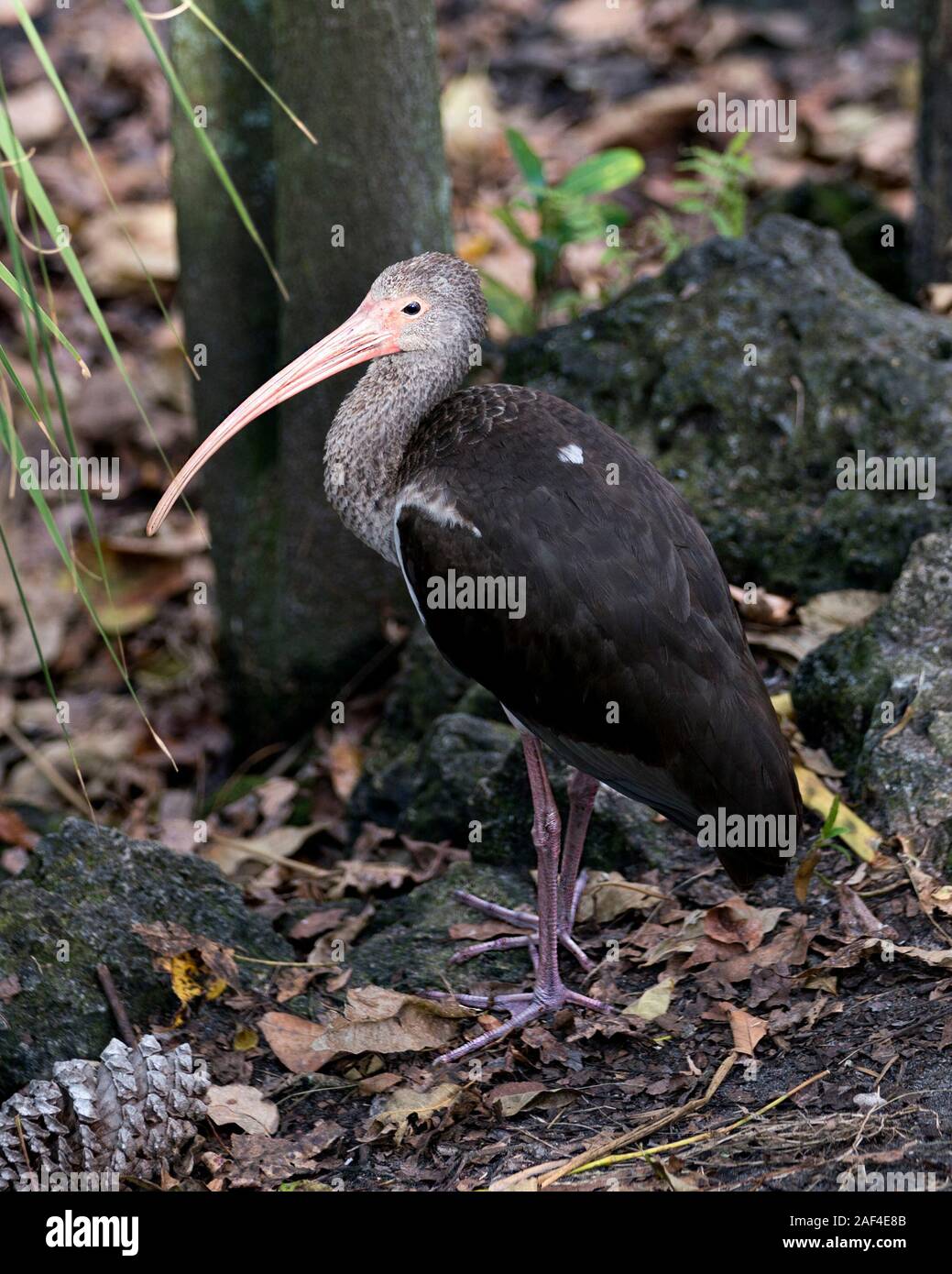 White Ibis Vogel Kinder seinen langen Schnabel, Gefieder, Körper, Beine in die Umgebung und die umliegenden mit Rock Hintergrund. Stockfoto