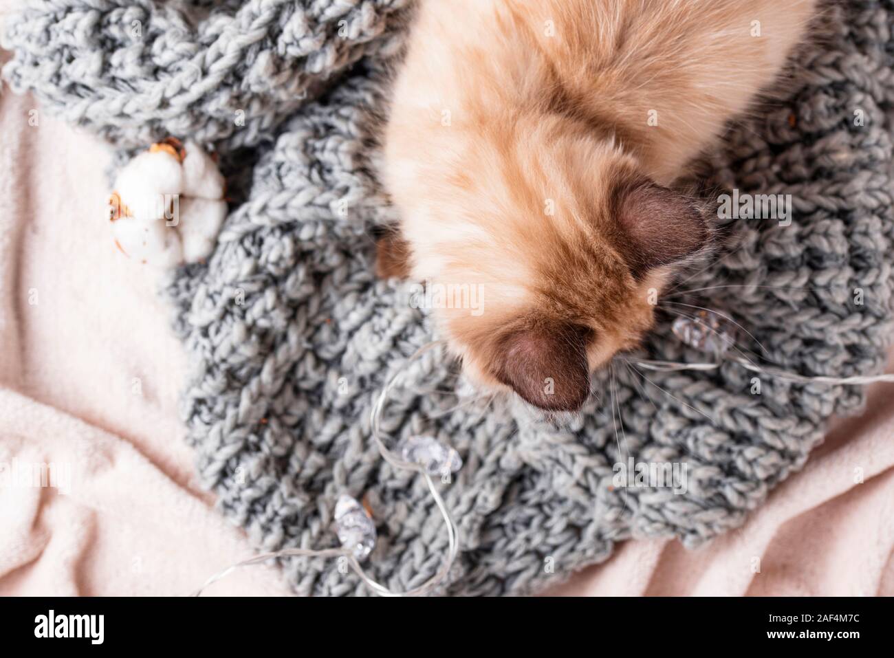 Kleine lustige Kätzchen auf gestrickte Plaid Stockfoto