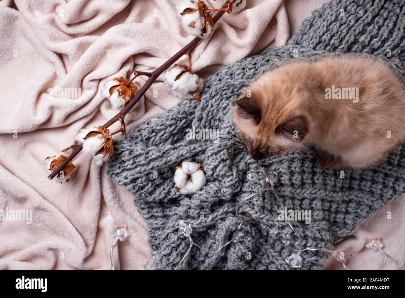 Kleine lustige Kätzchen auf gestrickte Plaid Stockfoto