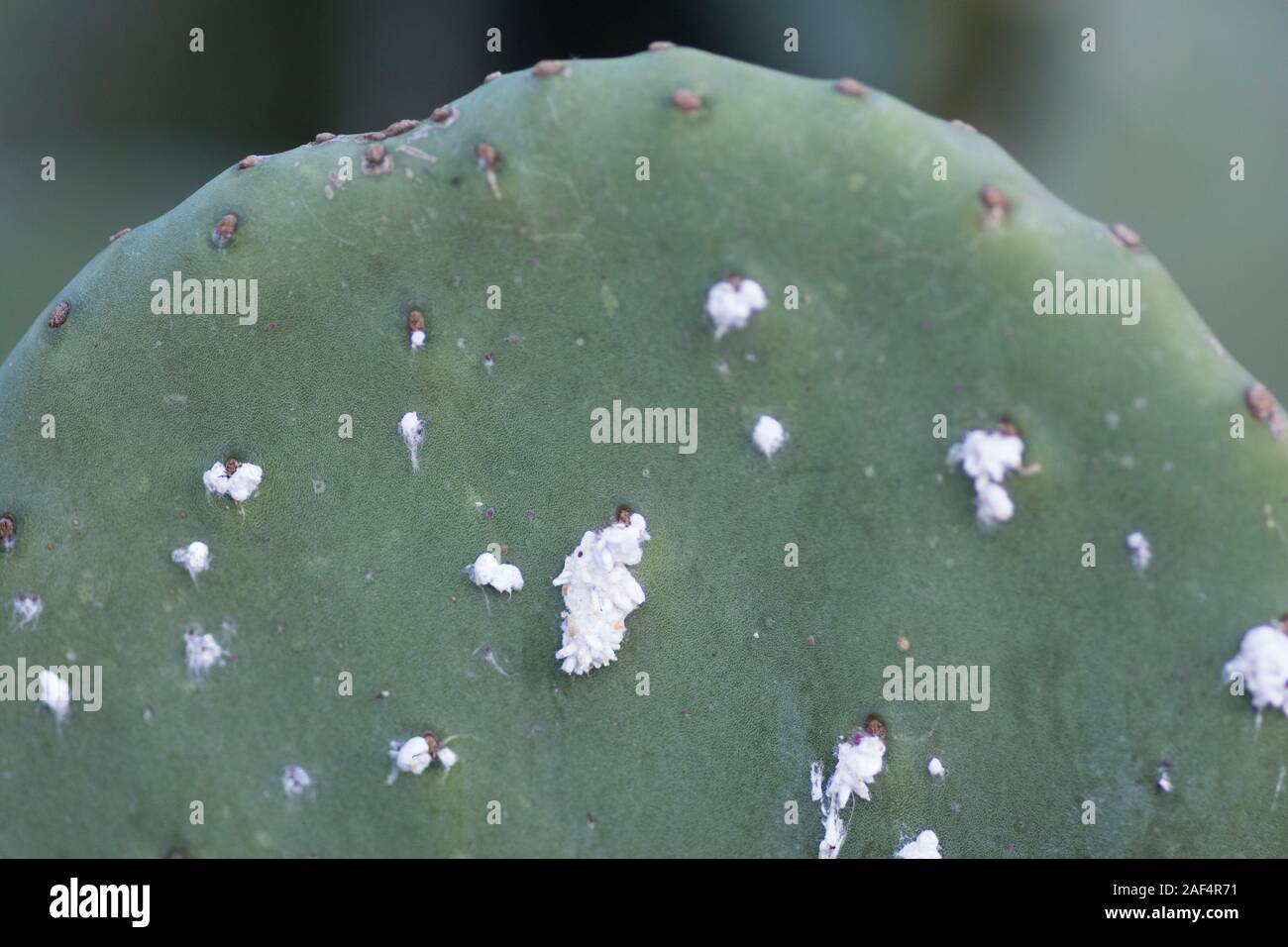 Insekten "actylopius opuntiae" mit einer Prickley pear Cactus Blatt Stockfoto