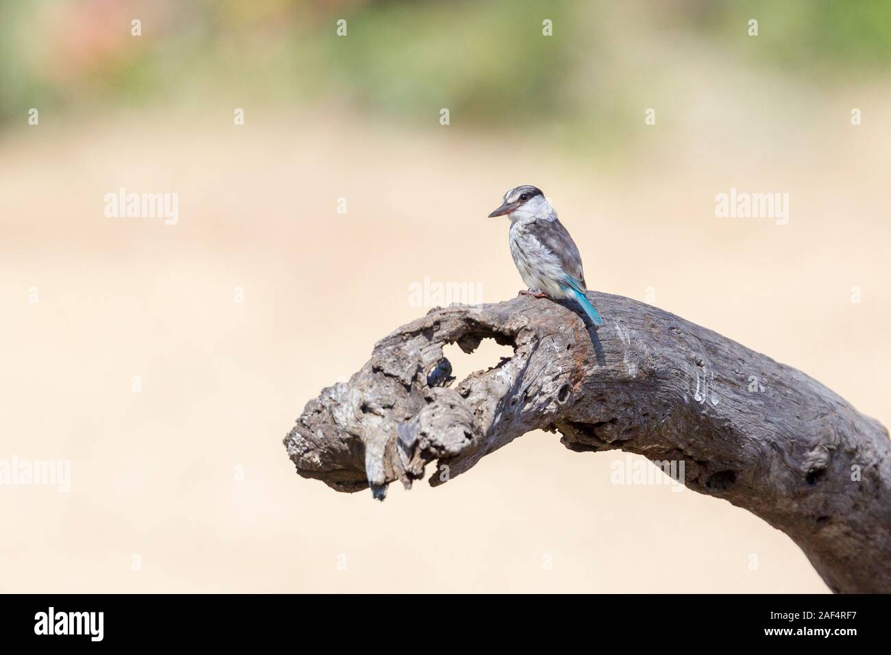 Einen erwachsenen Gestreifte Kingfisher auf einem toten Baum, Querformat, Ol Pejeta Conservancy, Laikipia, Kenia, Afrika Stockfoto