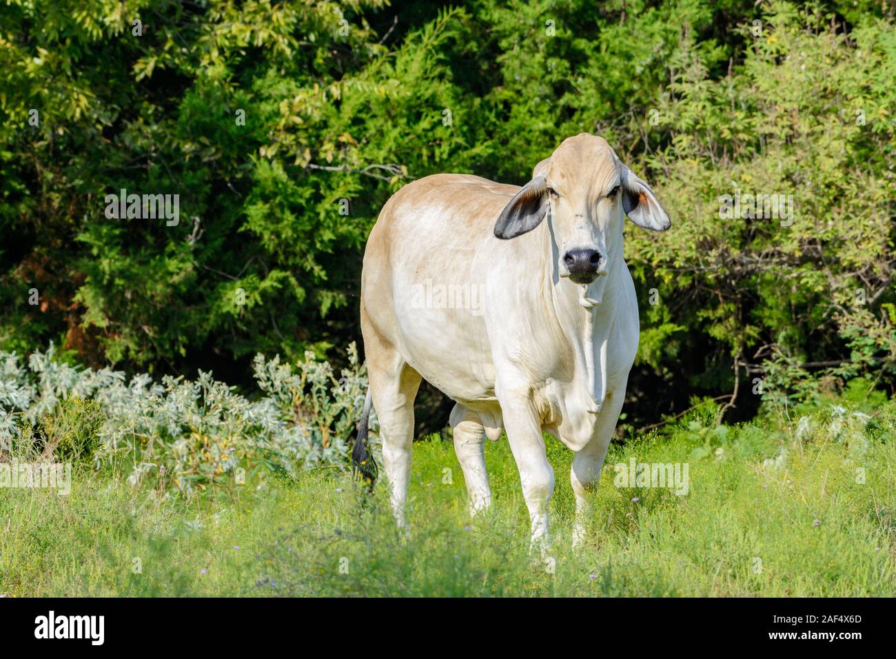 Brahman Kuh close-up stehen in einem Feld Stockfoto