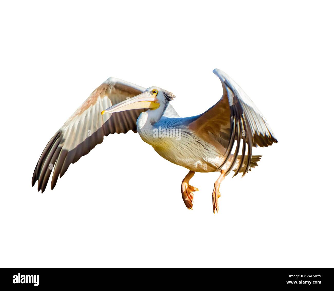 Die Rosa - gesichert oder Pelikan Pelecanus rufescens fliegt. Es befindet sich auf dem weißen Hintergrund. Stockfoto