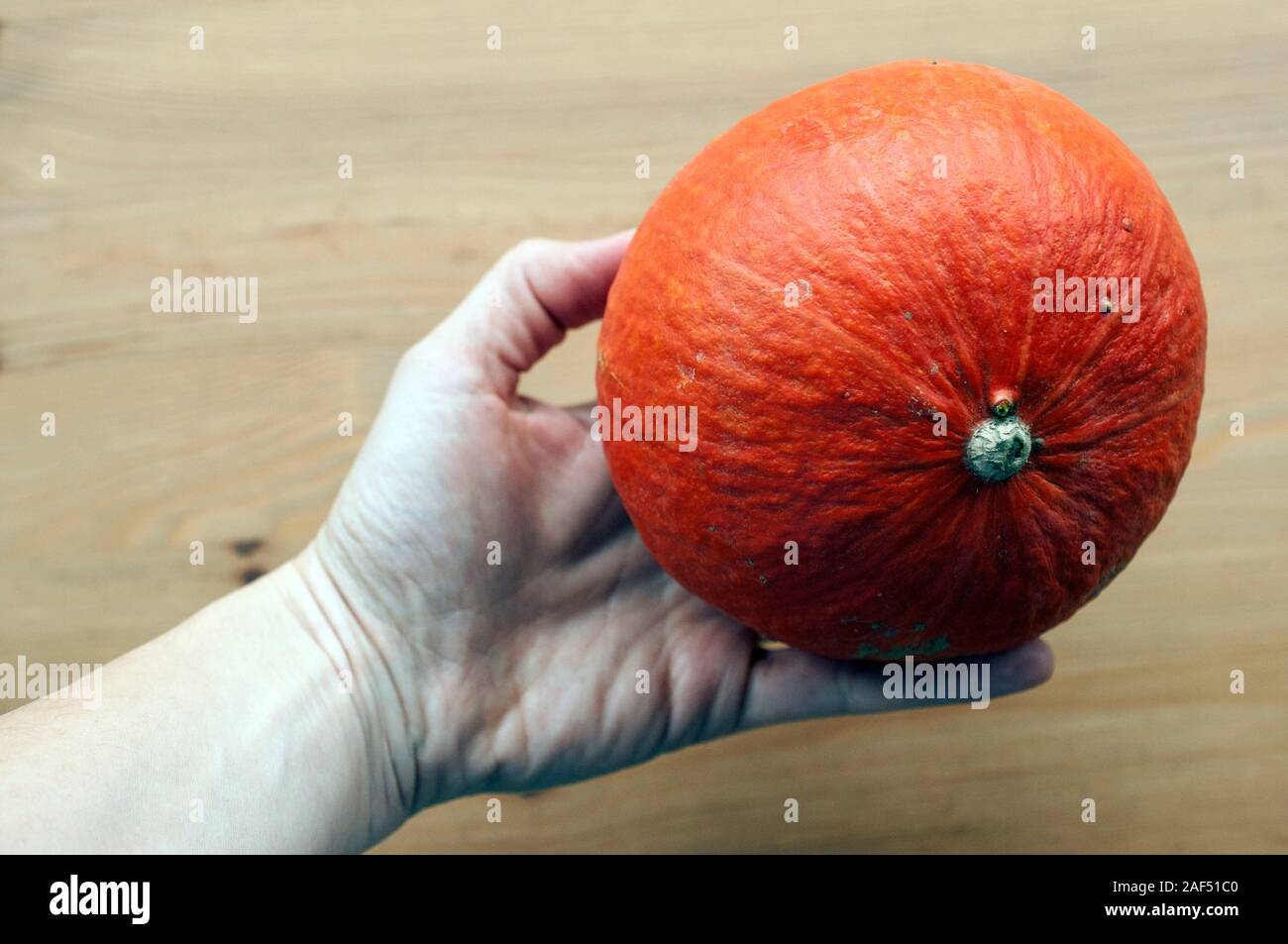 Hand mit einem kleinen orange Kürbis. Essen Gemüse der Saison im Herbst. Stockfoto