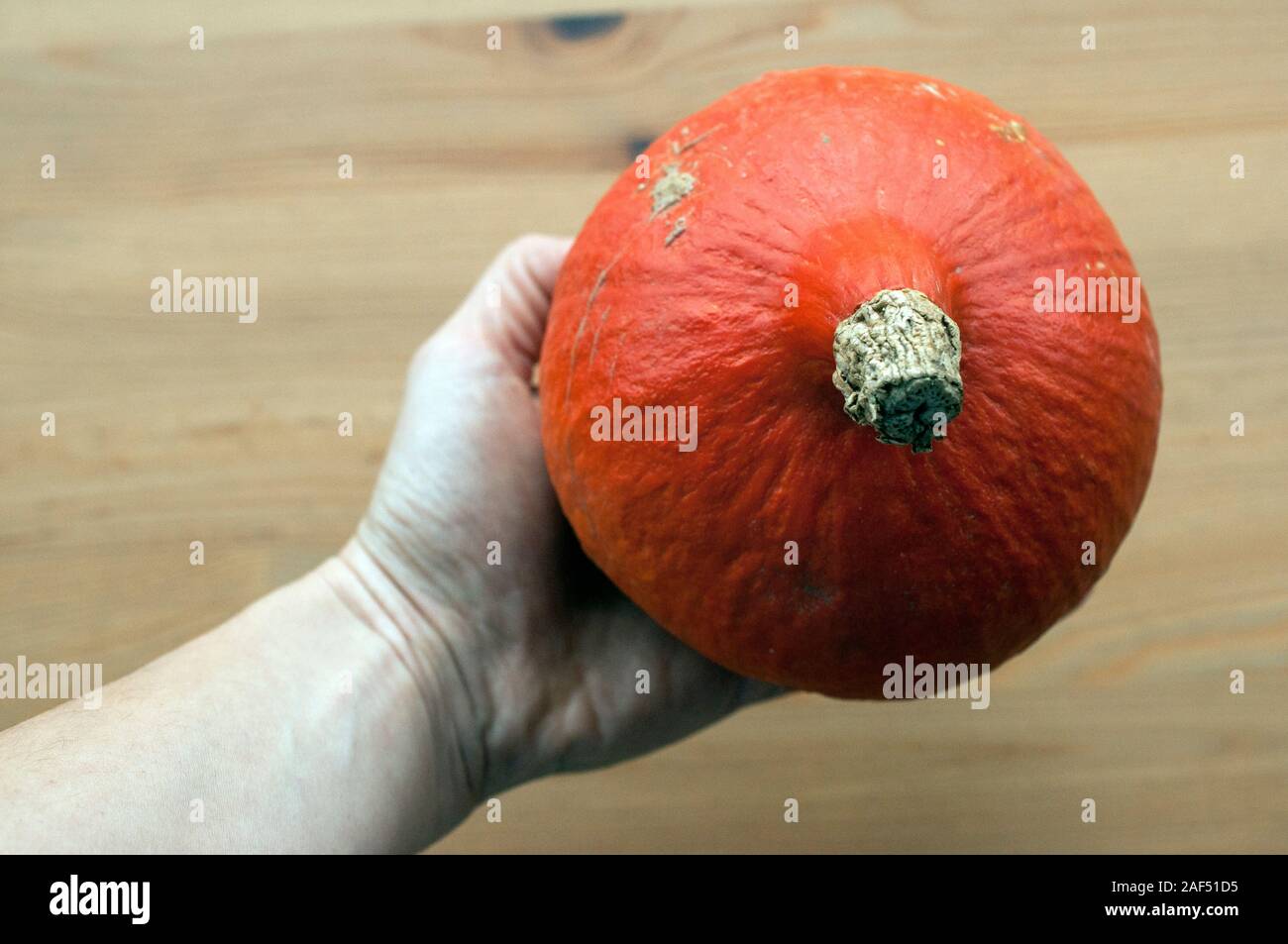 Hand mit einem kleinen orange Kürbis. Essen Gemüse der Saison im Herbst. Stockfoto
