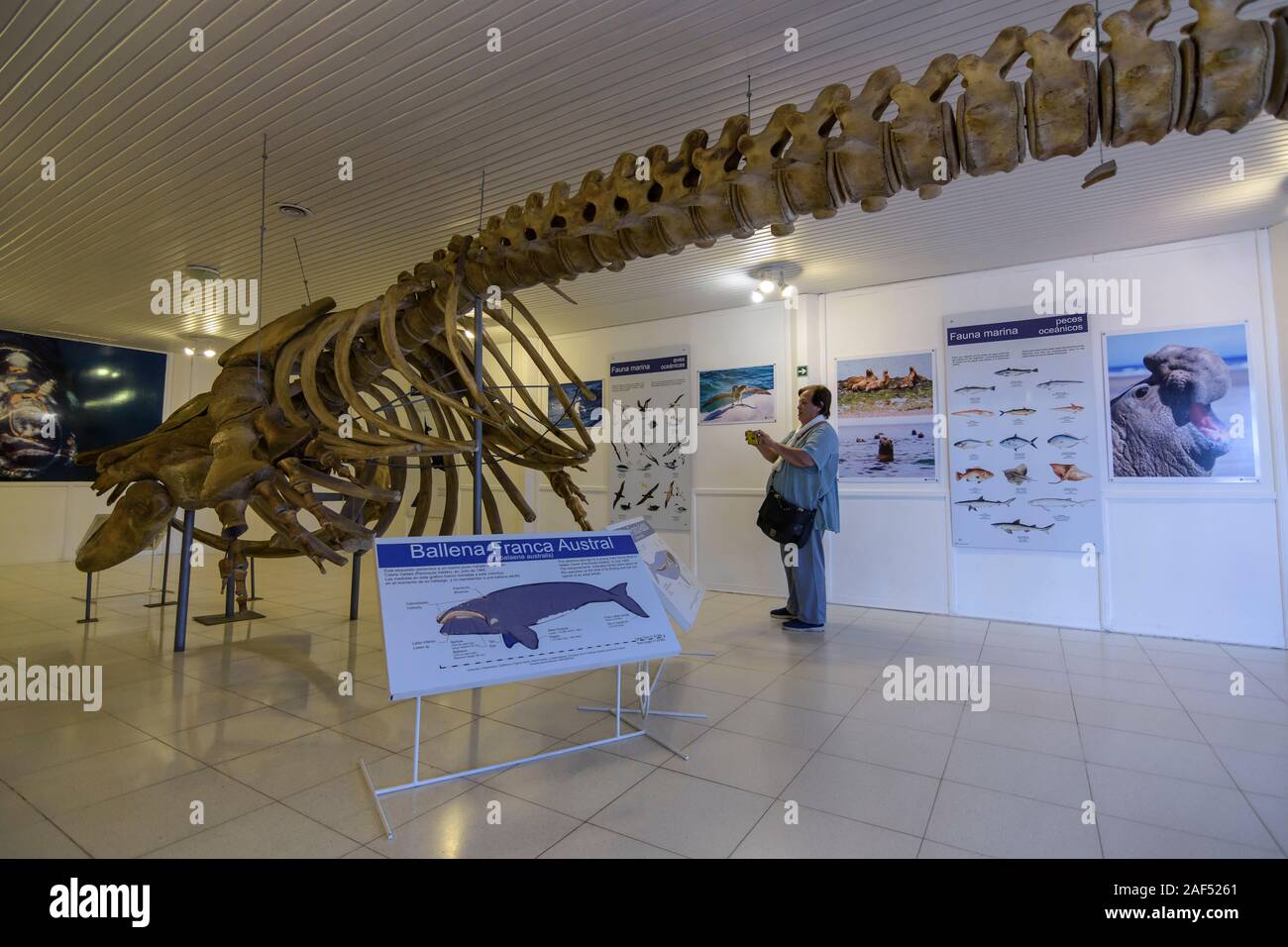 Innenansicht des Interpretation Centre Carlos Ameghino Museum zeigt eine Southern Right Whale Skelett Stockfoto