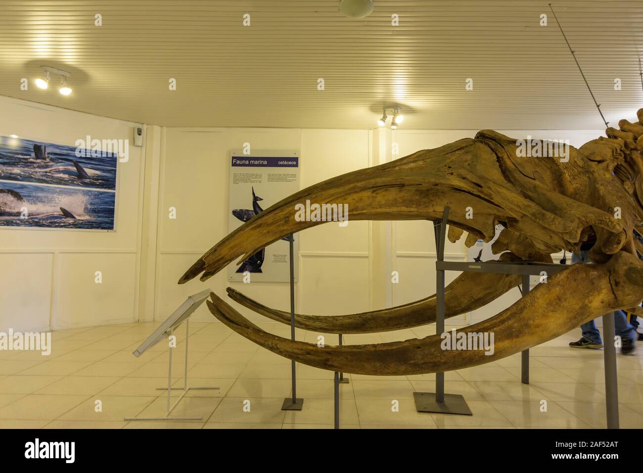 Innenansicht des Interpretation Centre Carlos Ameghino Museum zeigt eine Southern Right Whale Skelett Stockfoto