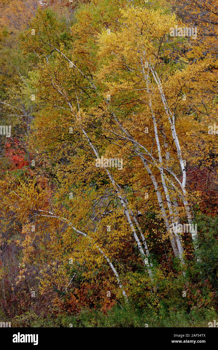 Birken im Oktober, Cherry Valley, New York State, USA. Stockfoto