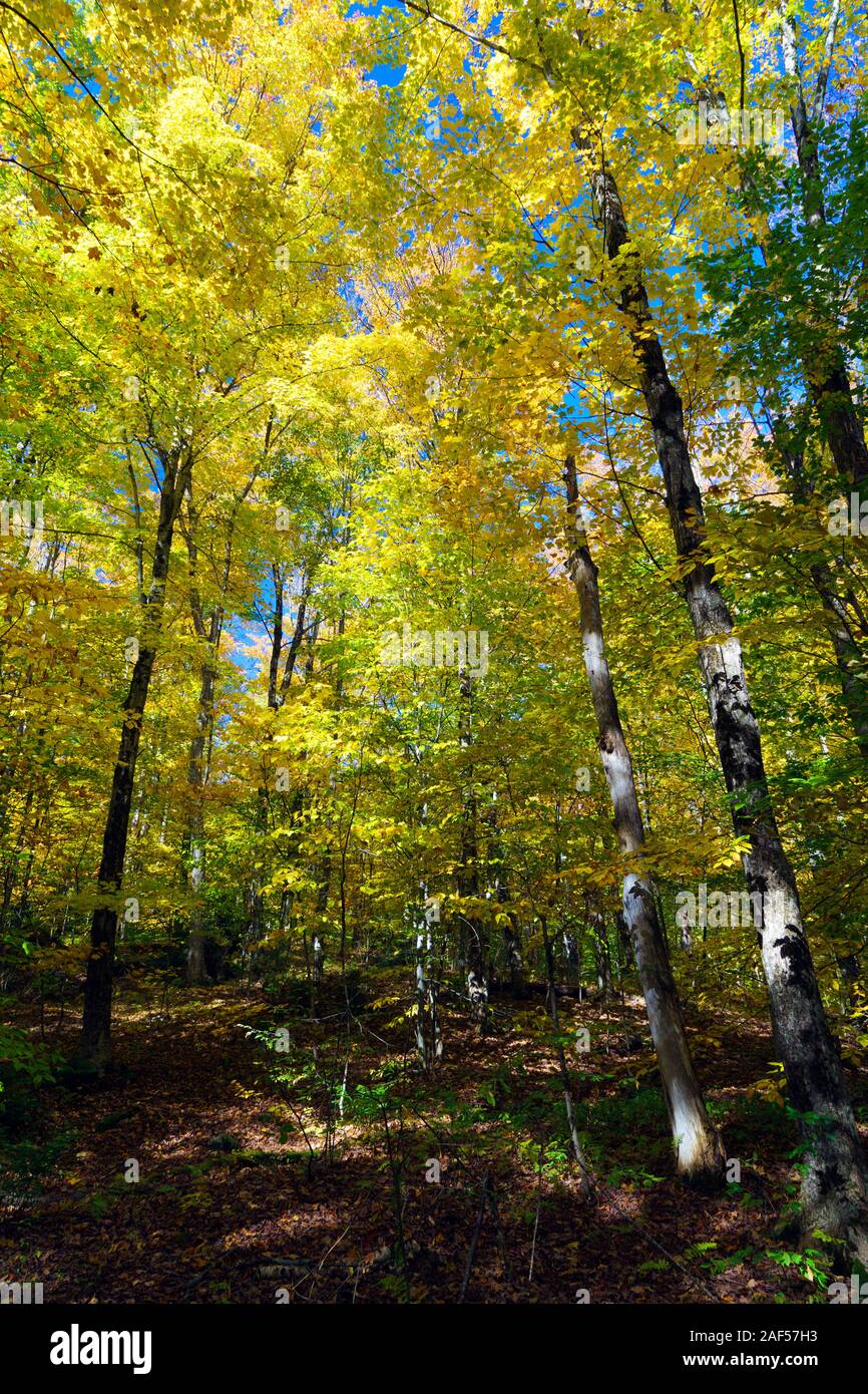 Blick nach oben von einem bunten herbstlichen Wald vor blauem Himmel