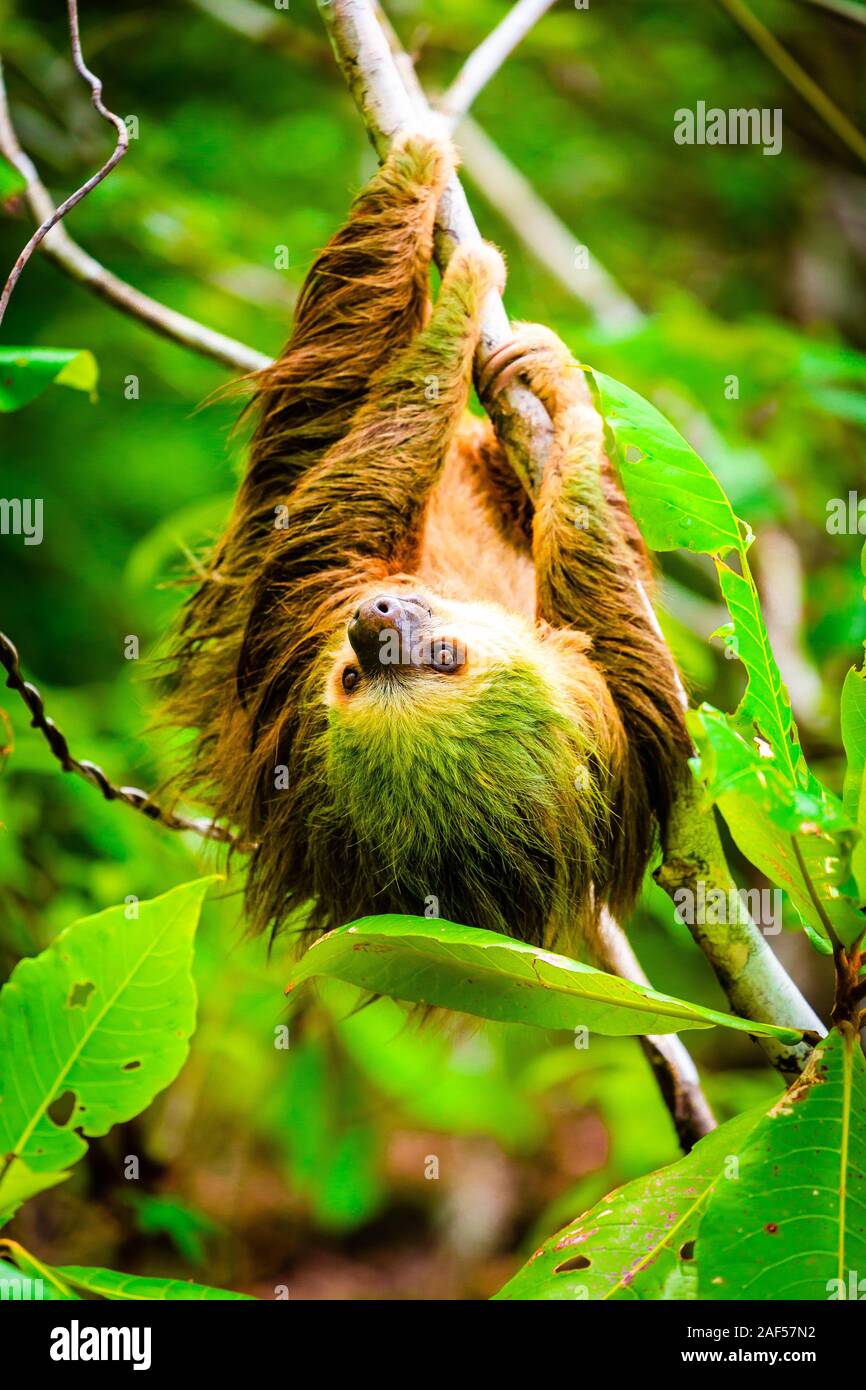 Wild zwei-toed Sloth hängen am Baum im Doppelpunkt Insel, Bocas del Toro, Panama Stockfoto