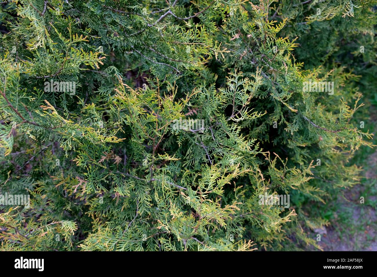 In der Nähe von grünen Zweigen Zypresse. Grüner Hintergrund der Zypresse Äste. Nadelholz Baum oder Strauch Stockfoto