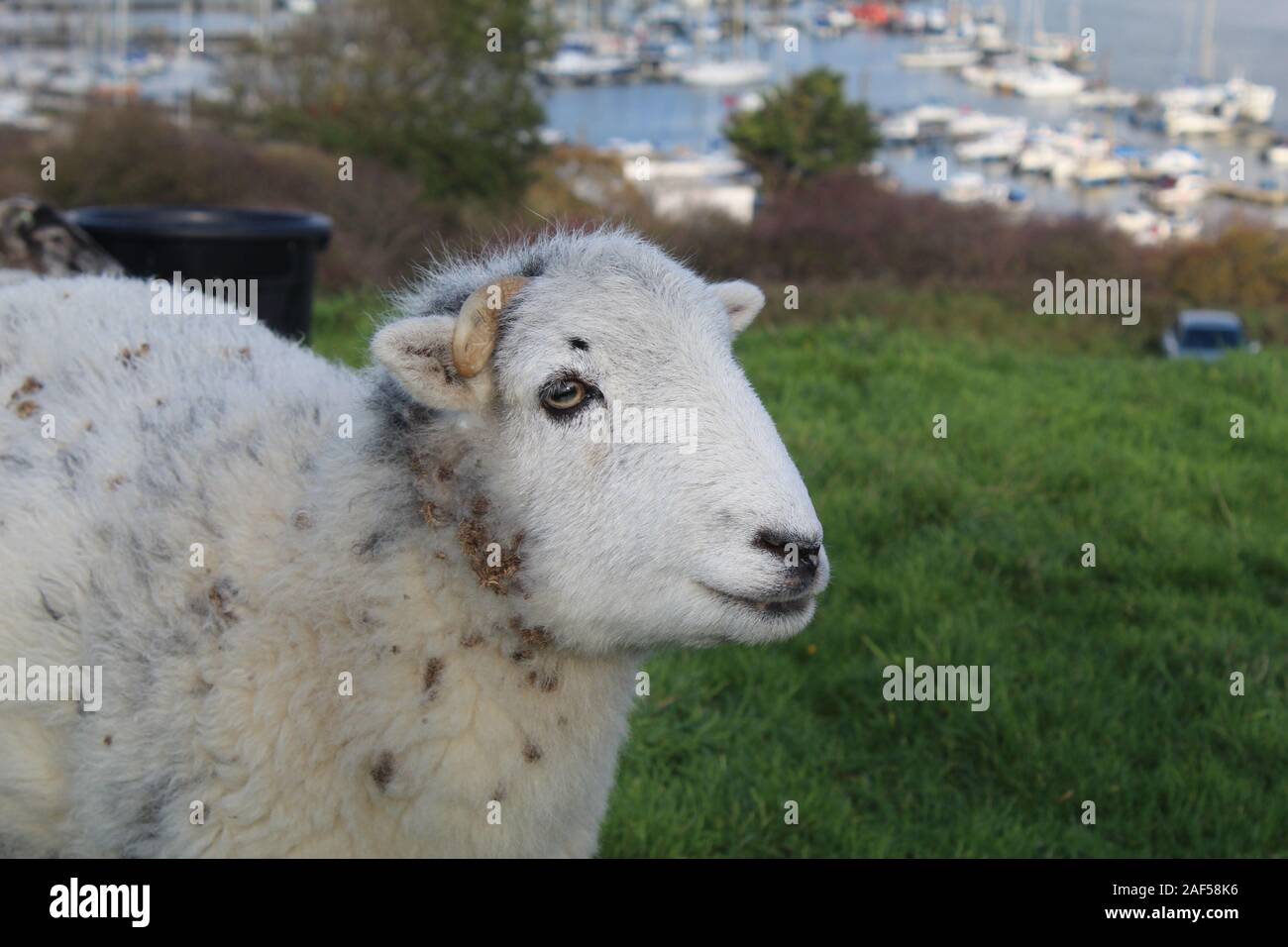 Junge männliche Herdwick ram in Newhaven Stockfoto