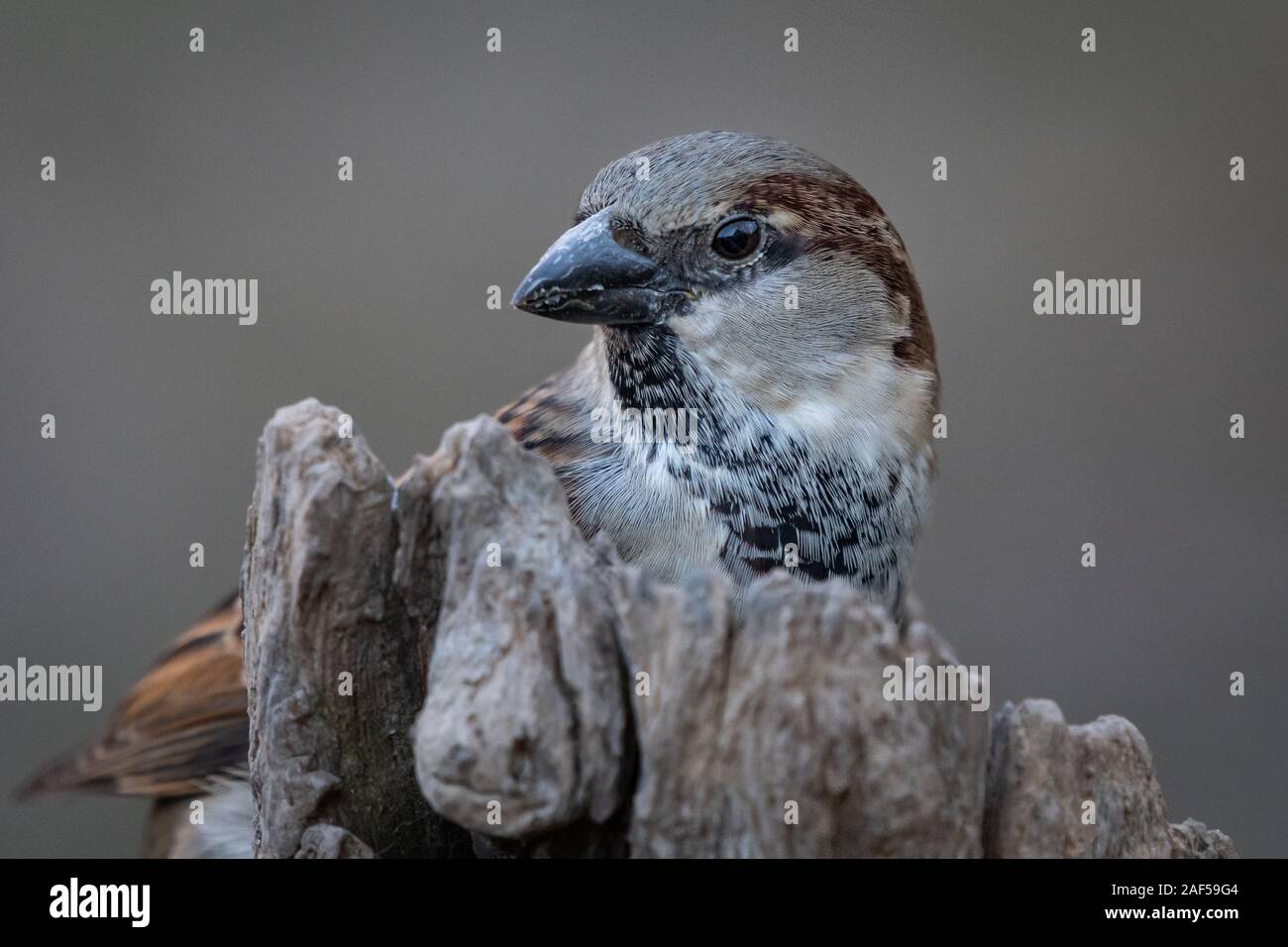 Haussperling thront auf einem Baumstumpf Nahaufnahme Stockfoto